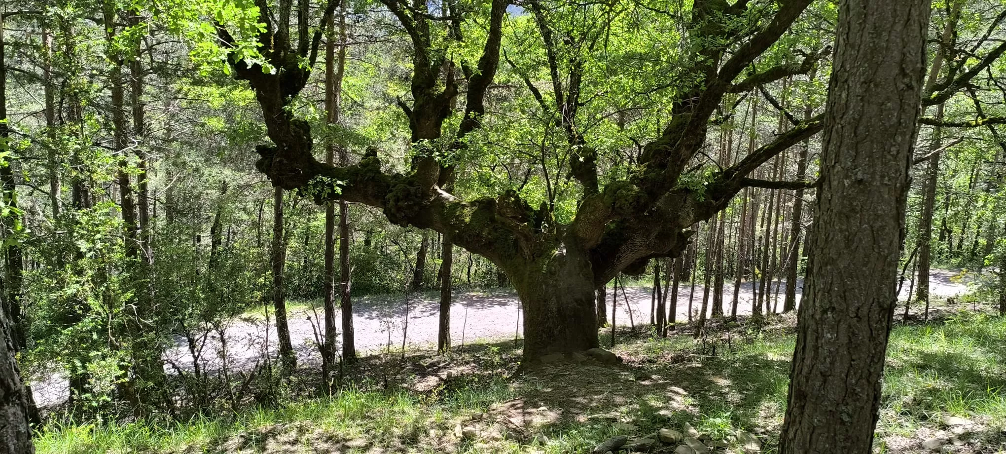 Excursión de  Deporte y Salud+55 por ermitas del Serrablo. Foto Joaquín Santafé
