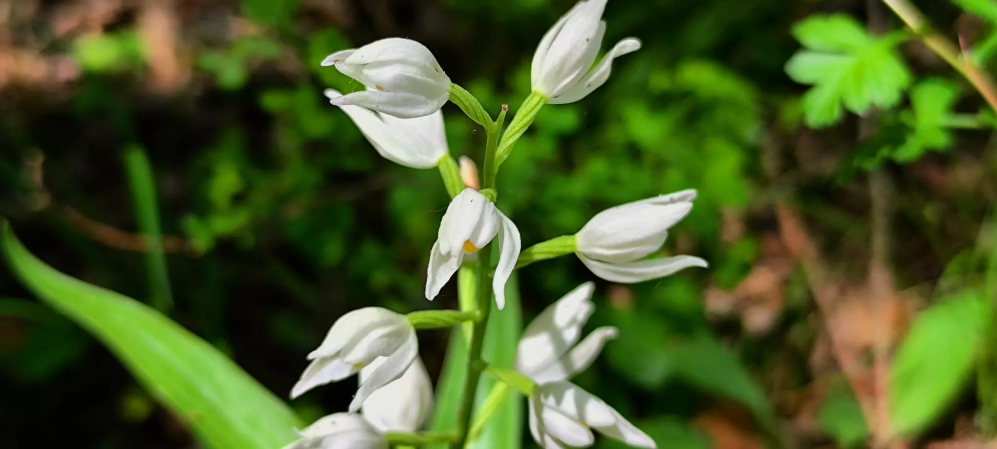 Excursión de  Deporte y Salud+55 por ermitas del Serrablo. Foto Joaquín Santafé