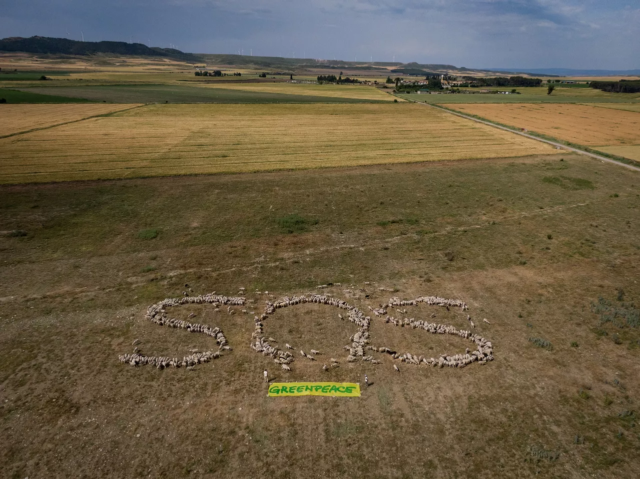 Un SOS con 800 ovejas en Almudévar para pedir auxilio por el campo español.