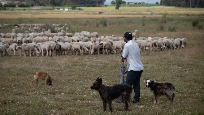Rebaño que ha participado en la acción de Greenpeace. Rebaño que ha participado en la acción de Greenpeace.