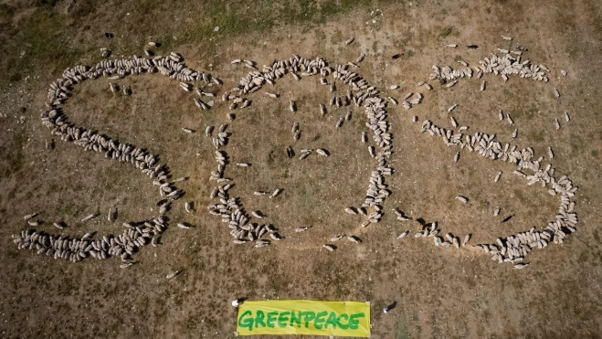 SOS de 800 ovejas en Almudévar. SOS de 800 ovejas en Almudévar.