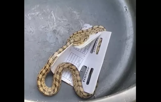 Serpiente hallada en el centro de salud de Berbegal y rescatada por la Guardia Civil.