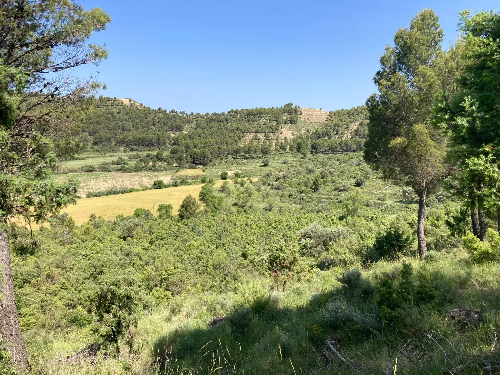 Inauguración del Sendero del Voluntariado de Ayerbe.