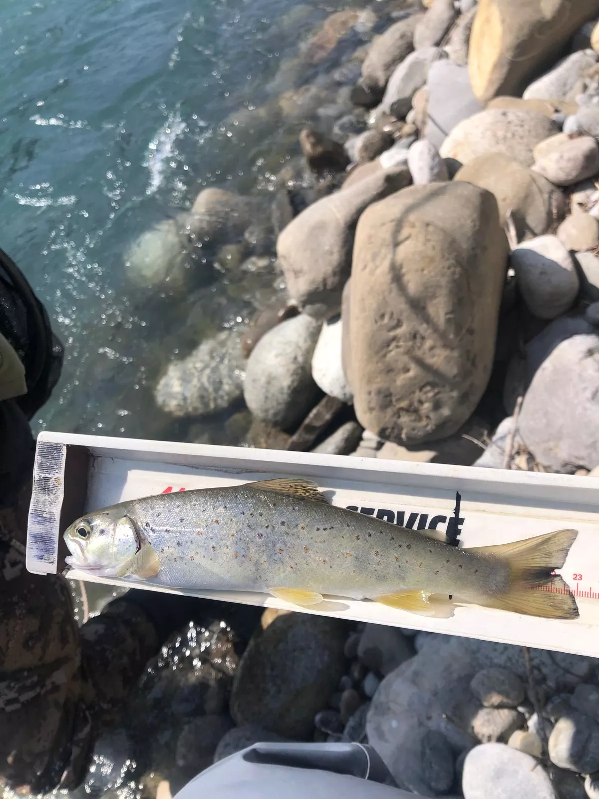 Campeonato Social de la ACP Barbastrense. Las protagonistas