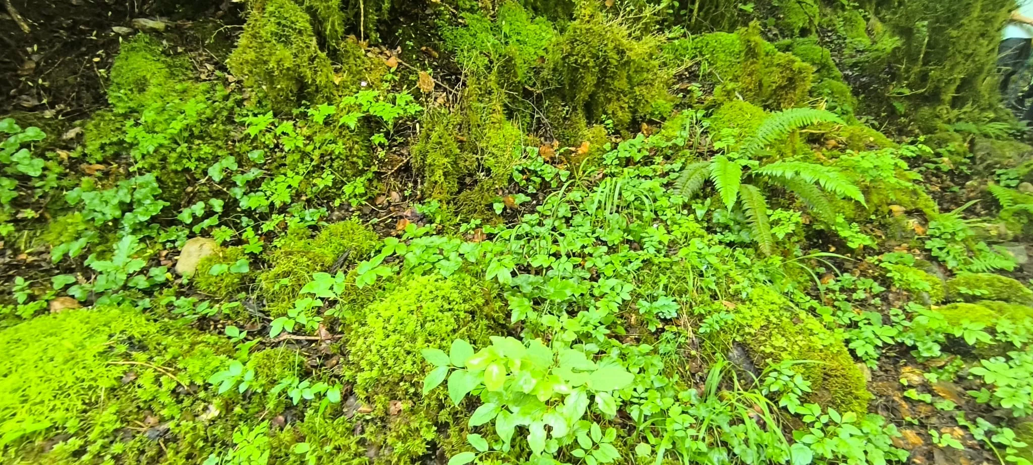 Salida de Panticosa a Búbal del programa Unizar +55. Foto Joaquín Santafé