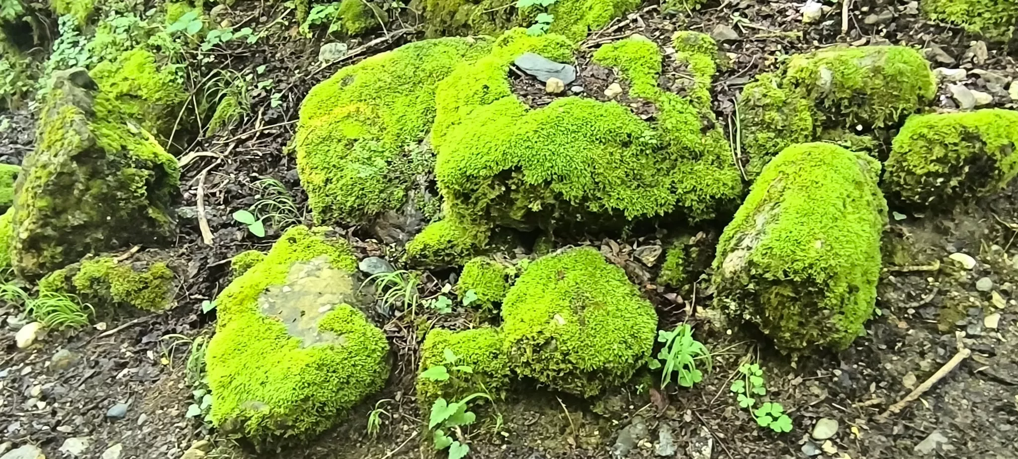 Salida de Panticosa a Búbal del programa Unizar +55. Foto Joaquín Santafé