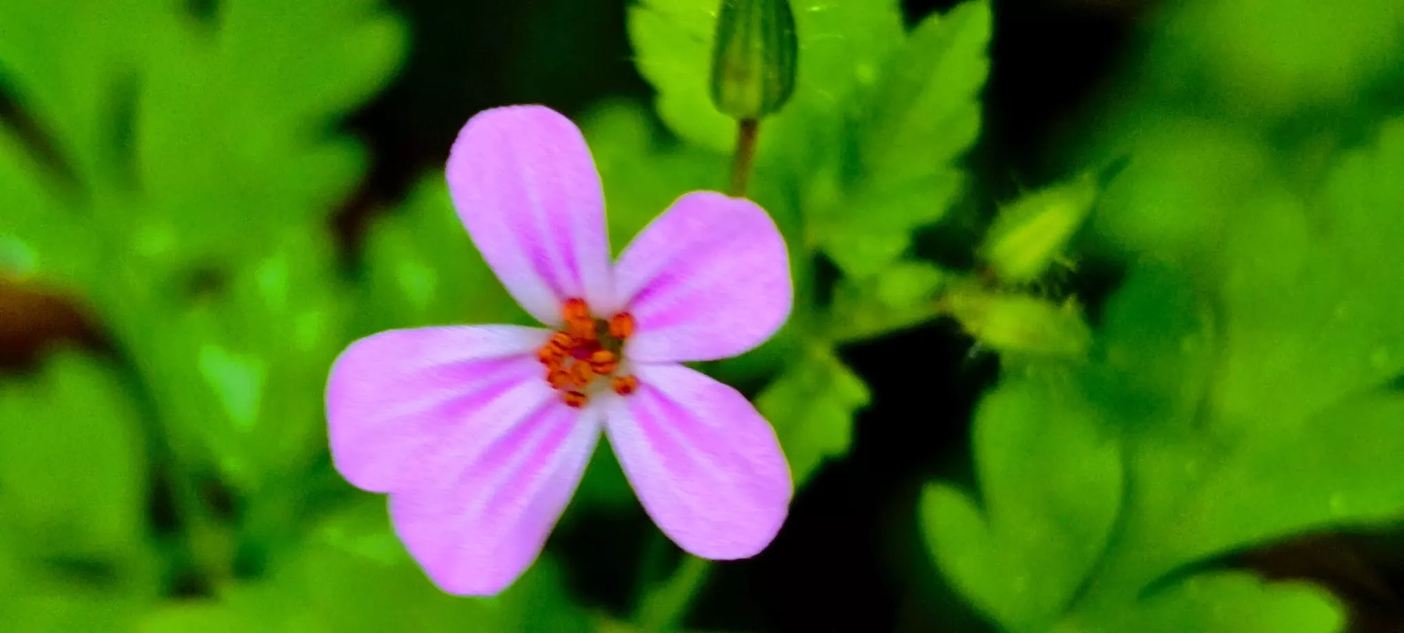 Salida de Panticosa a Búbal del programa Unizar +55. Foto Joaquín Santafé