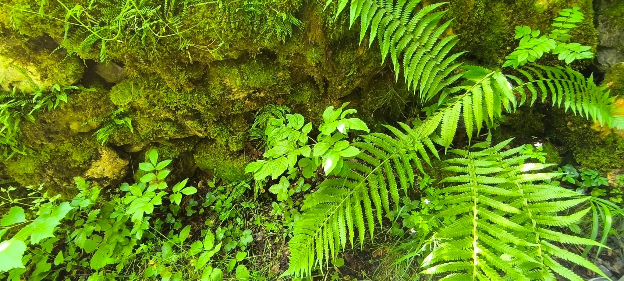 Salida de Panticosa a Búbal del programa Unizar +55. Foto Joaquín Santafé