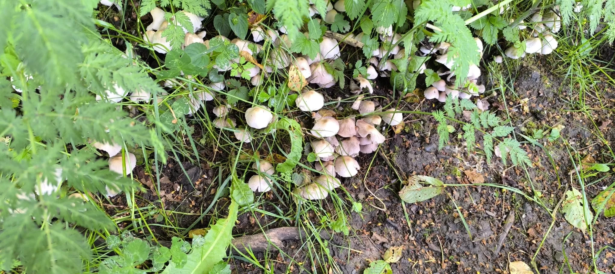 Salida de Panticosa a Búbal del programa Unizar +55. Foto Joaquín Santafé