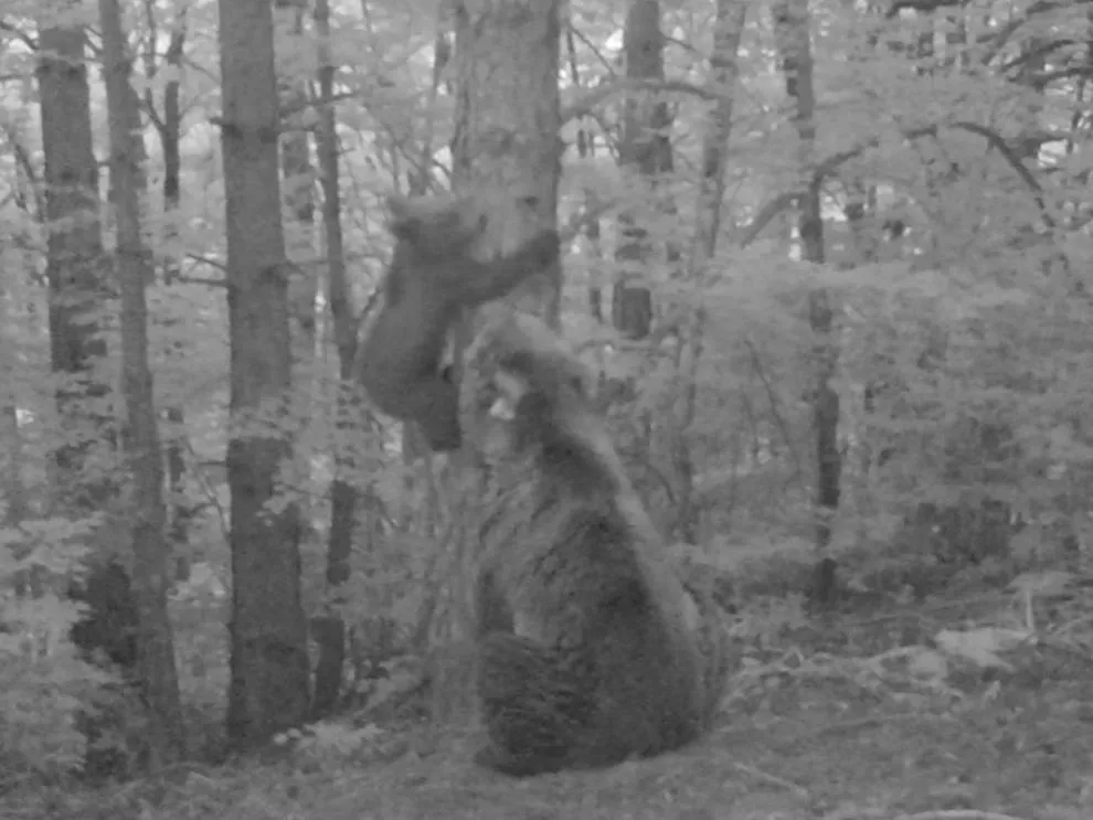 Osa con su cría avistada en el Pirineo aragonés.