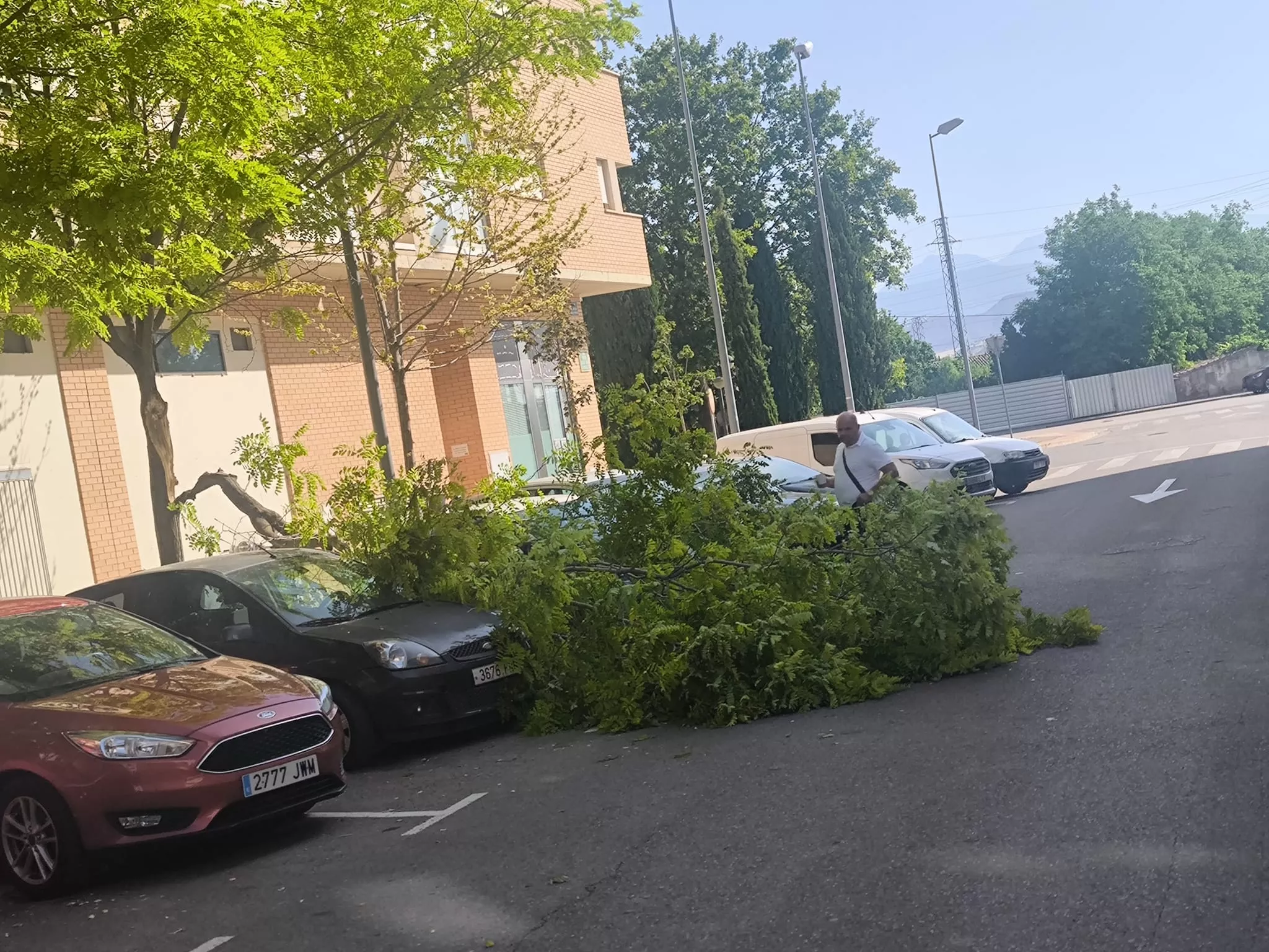 Rama caída sobre los dos turismo estacionados.