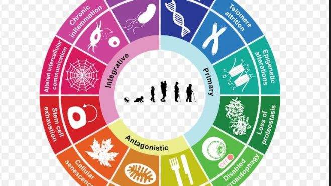 Claves del envejecimiento