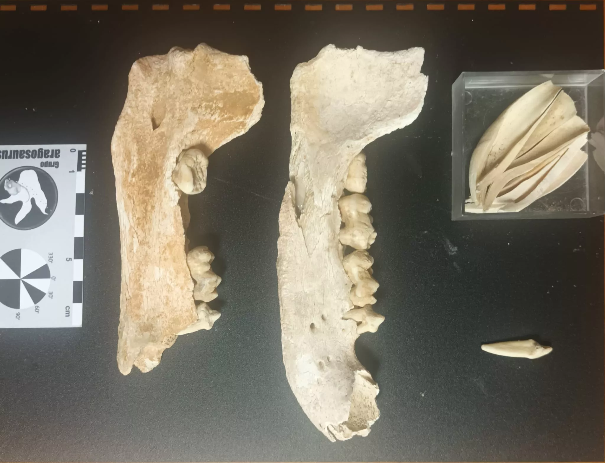 Restos fósiles hallados, preparados para ser estudiados por el grupo Aragosaurus IUCA. Restos fósiles hallados, preparados para ser estudiados por el grupo Aragosaurus IUCA.