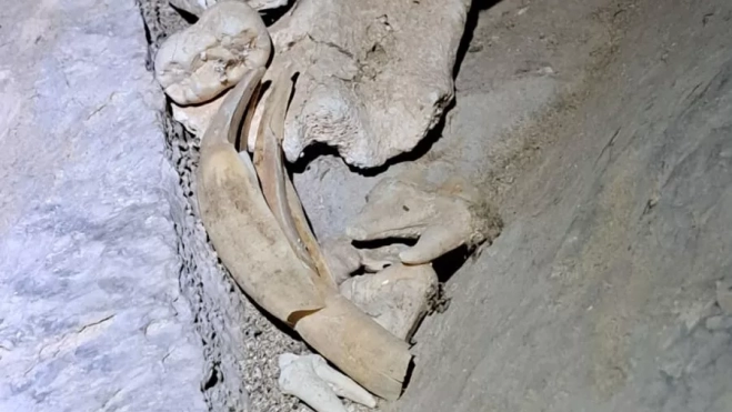 3.restosfosiles 3.restosfosiles