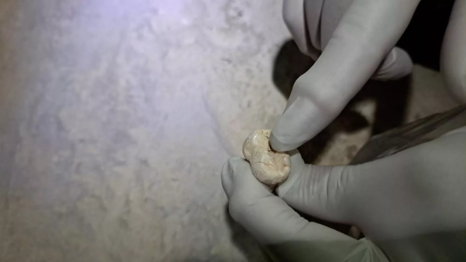 5 detalle de un diente hallado 5 detalle de un diente hallado