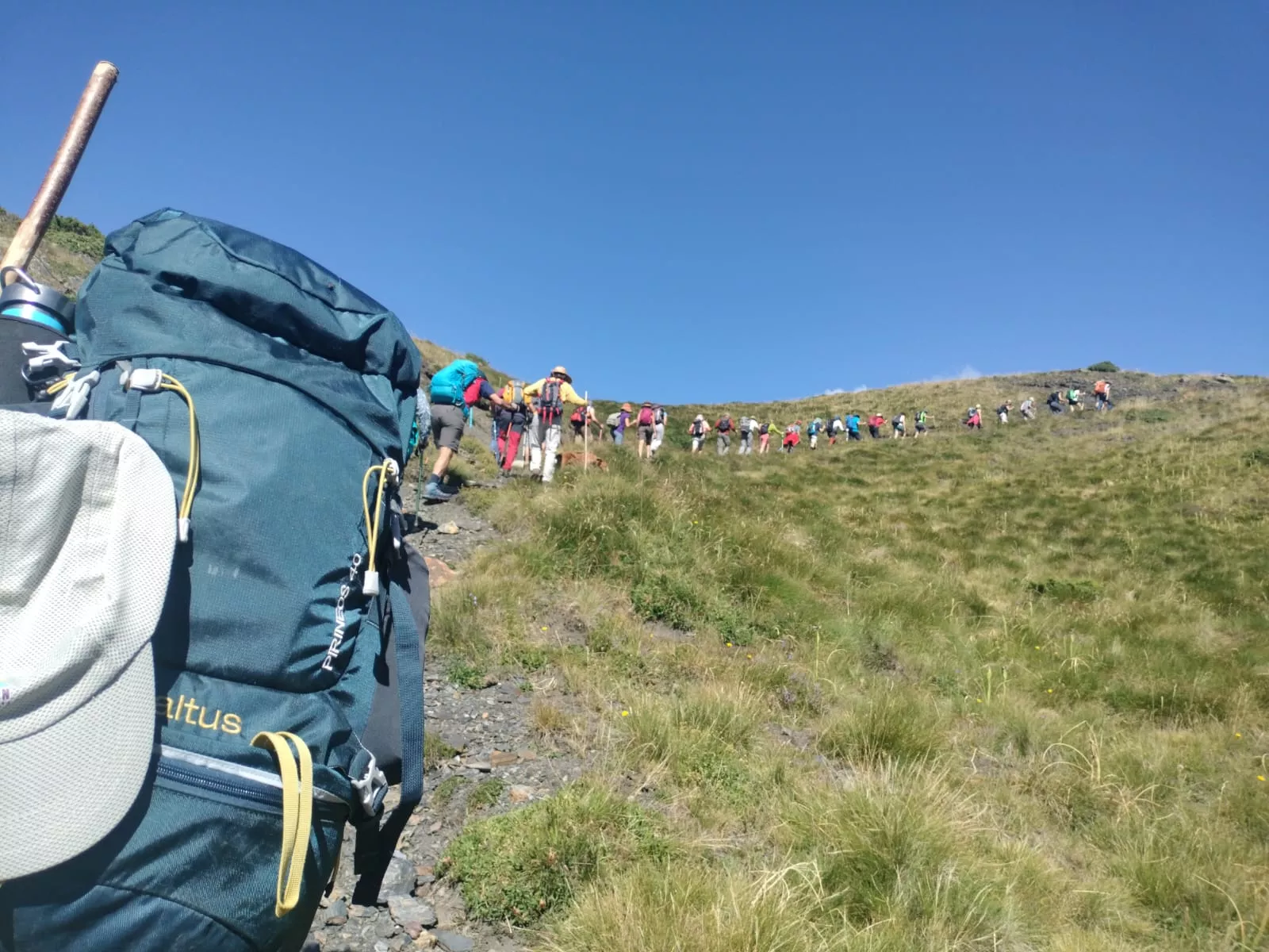 Flora Alta Montaña. CMNabain