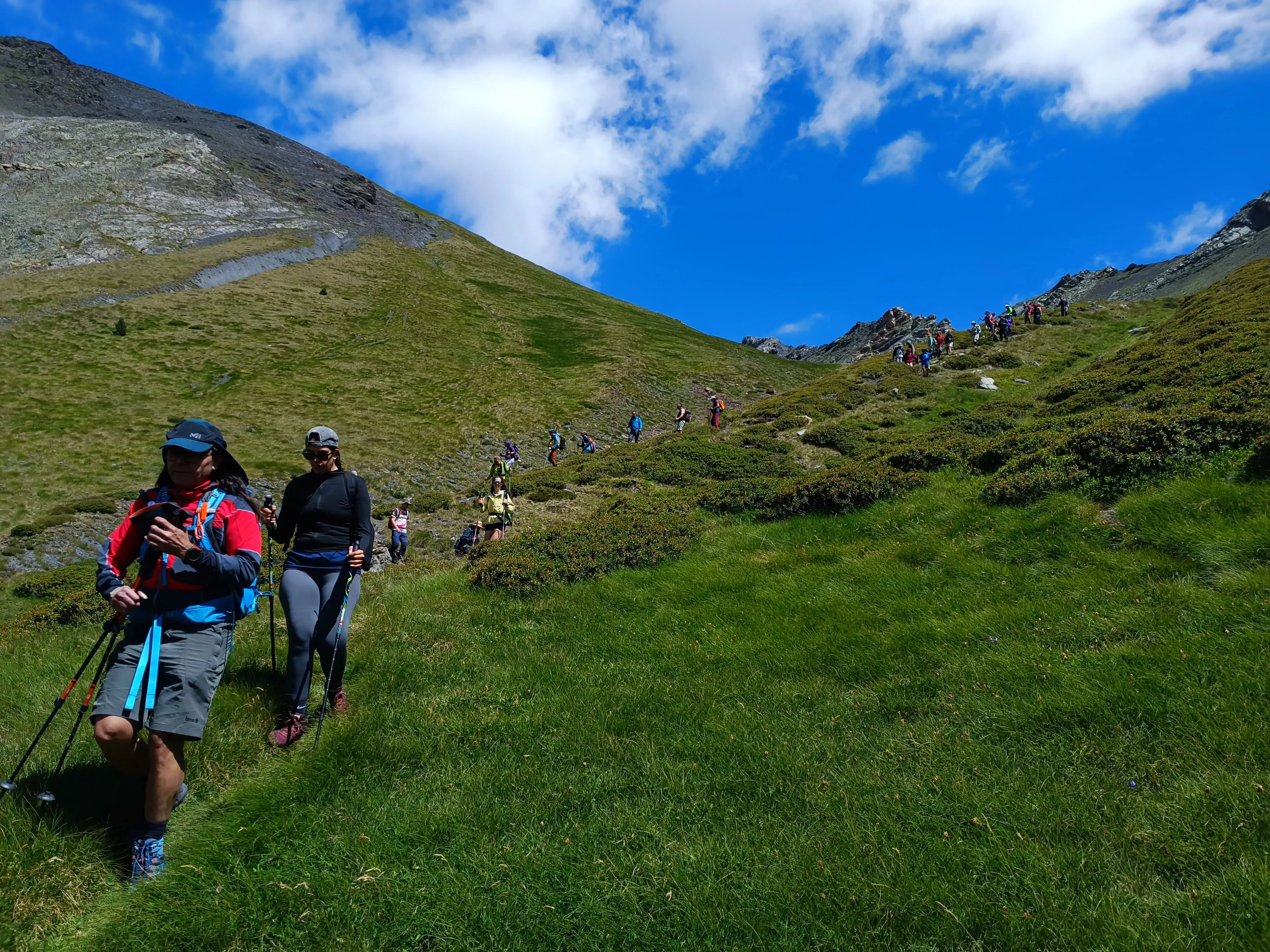 Flora Alta Montaña. CMNabain