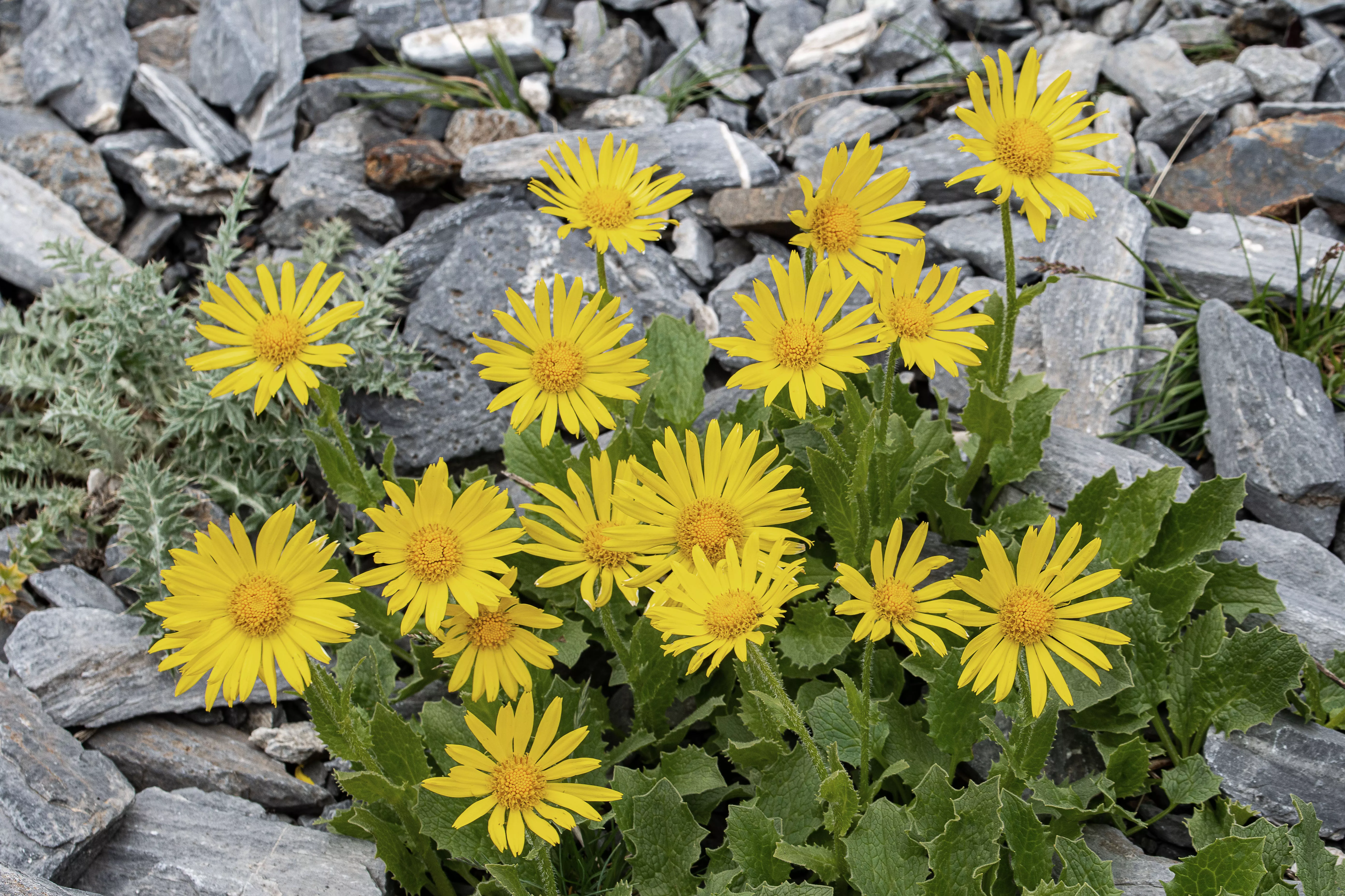 Flora Alta Montaña. CMNabain