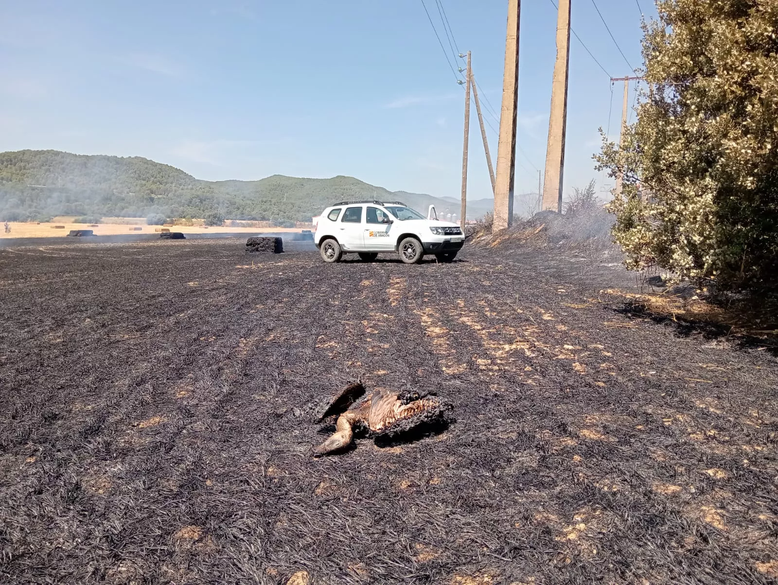 Un buitre causa un incendio entre Biscarrués y Eres, ya controlado. Un buitre causa un incendio entre Biscarrués y Eres, ya controlado.
