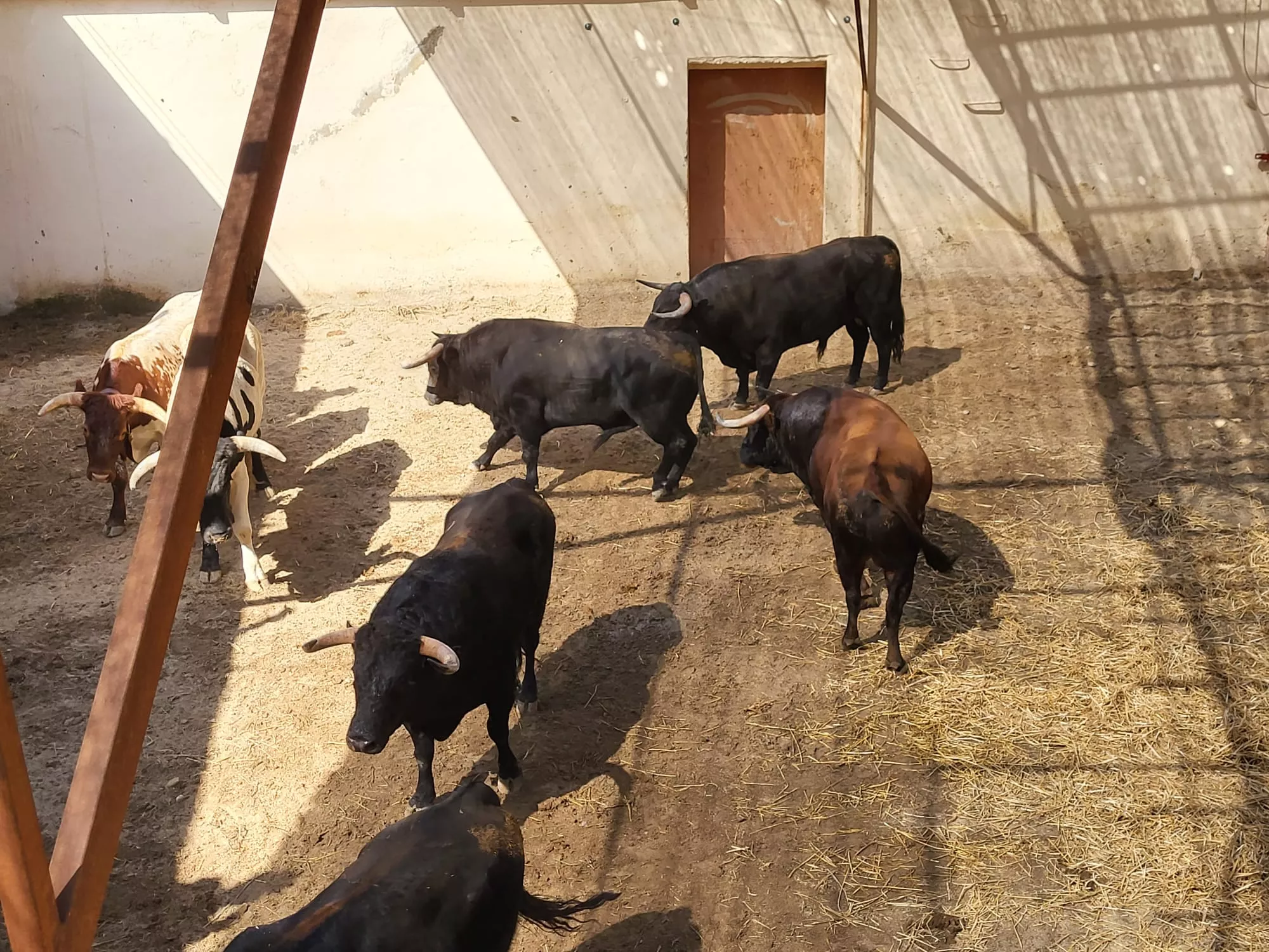 Toros de José Cruz para el Día de San Lorenzo. Foto: Adri Mora