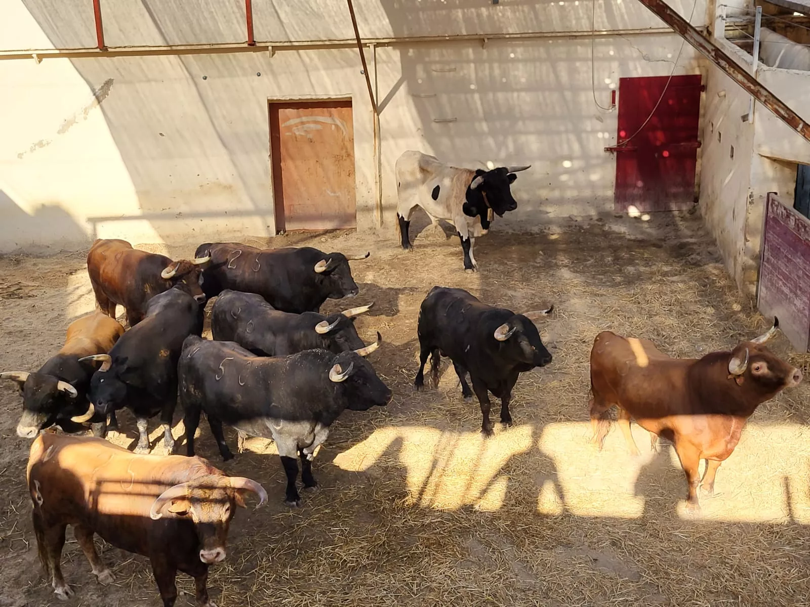 Toros de Román Sorando para Huesca. Foto: Adri Mora