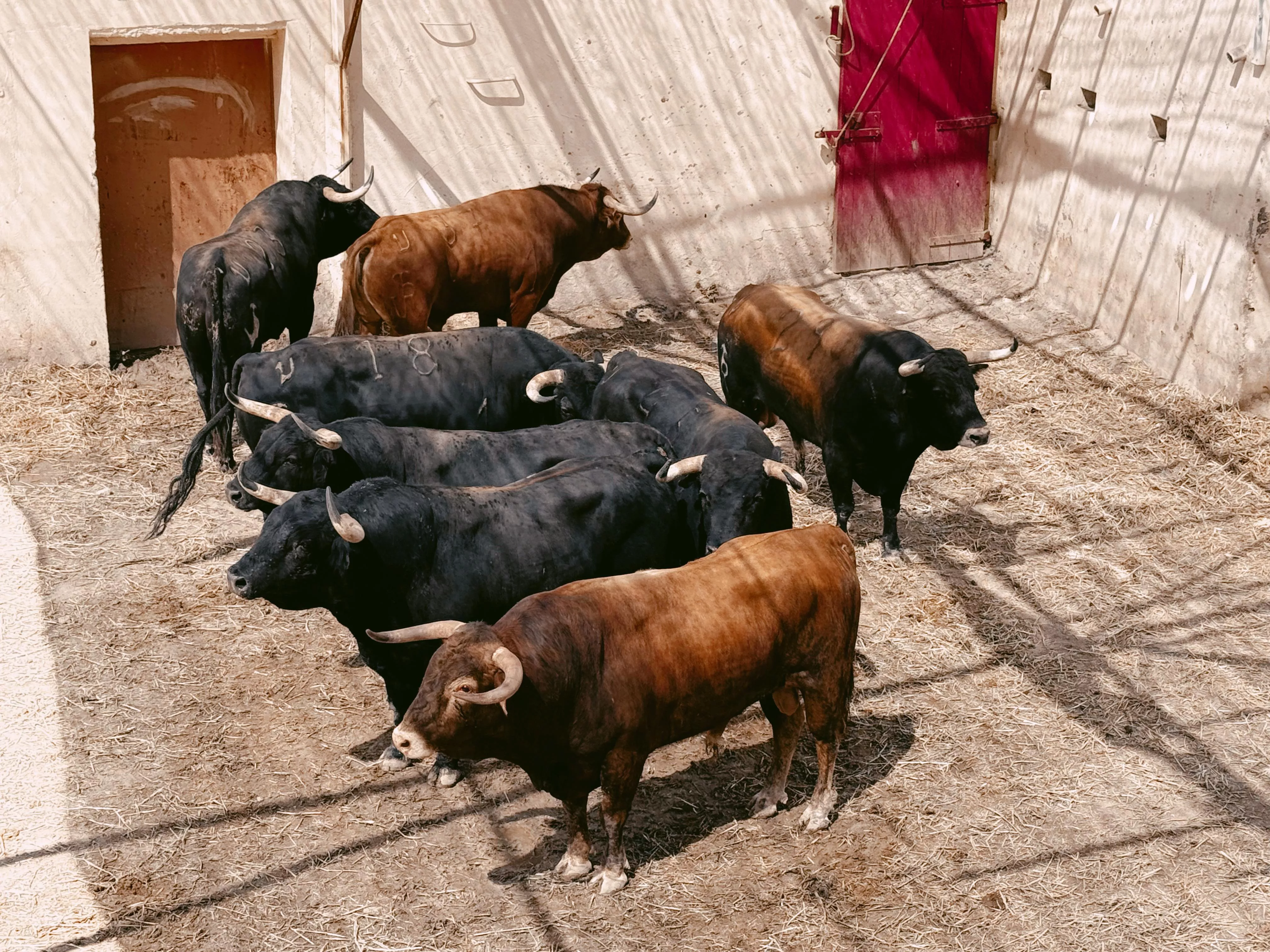 Toros de Román Sorando para Escribano, Juan Ortega y Clemente. Toros de Román Sorando para Escribano, Juan Ortega y Clemente.