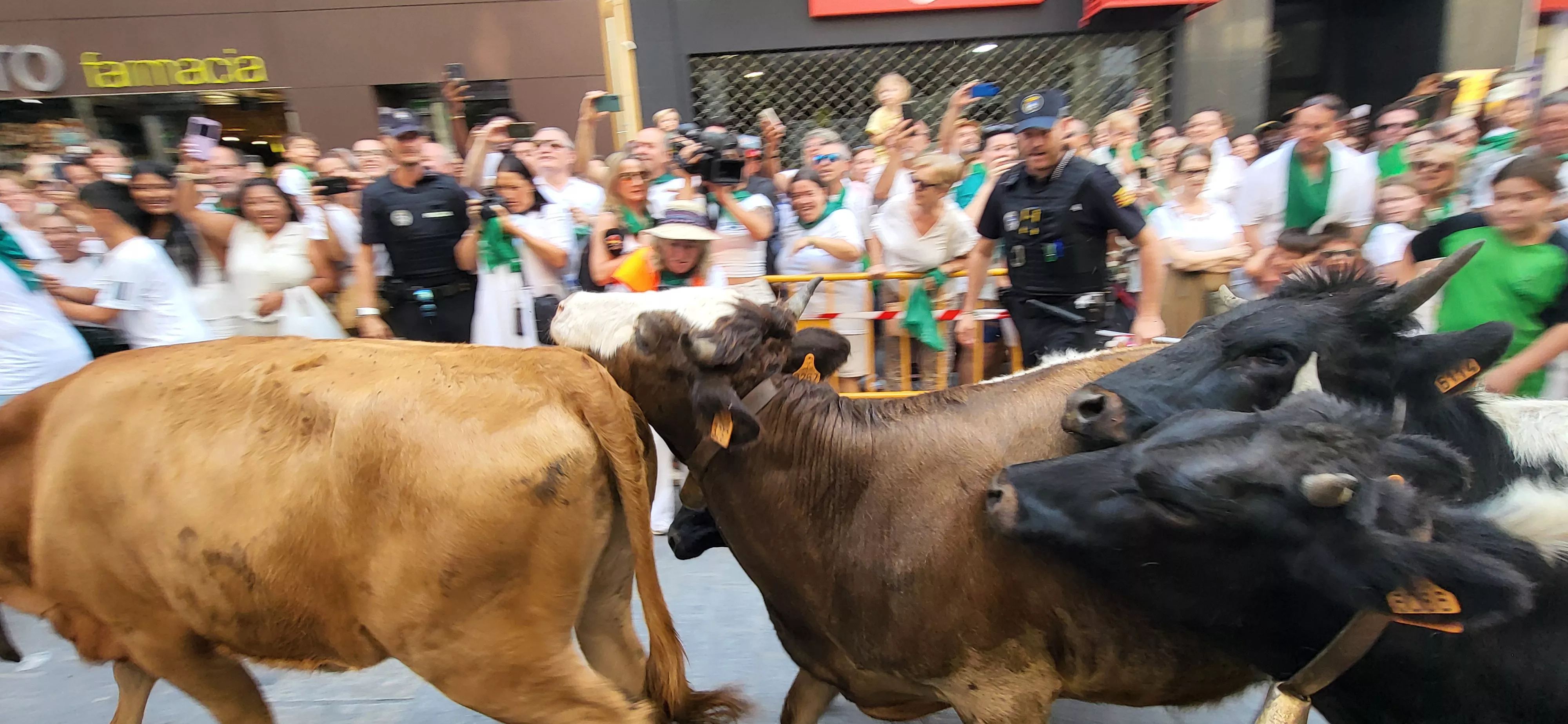 Encierro infantil con minibueyes en las fiestas de San Lorenzo. Foto Mercedes Manterola