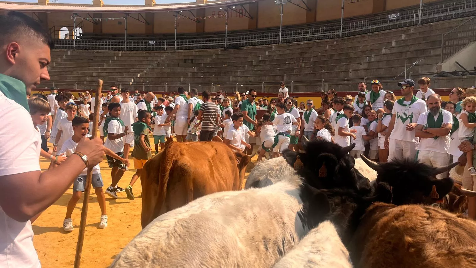 Encierro infantil con minibueyes en las fiestas de San Lorenzo. Foto Mercedes Manterola