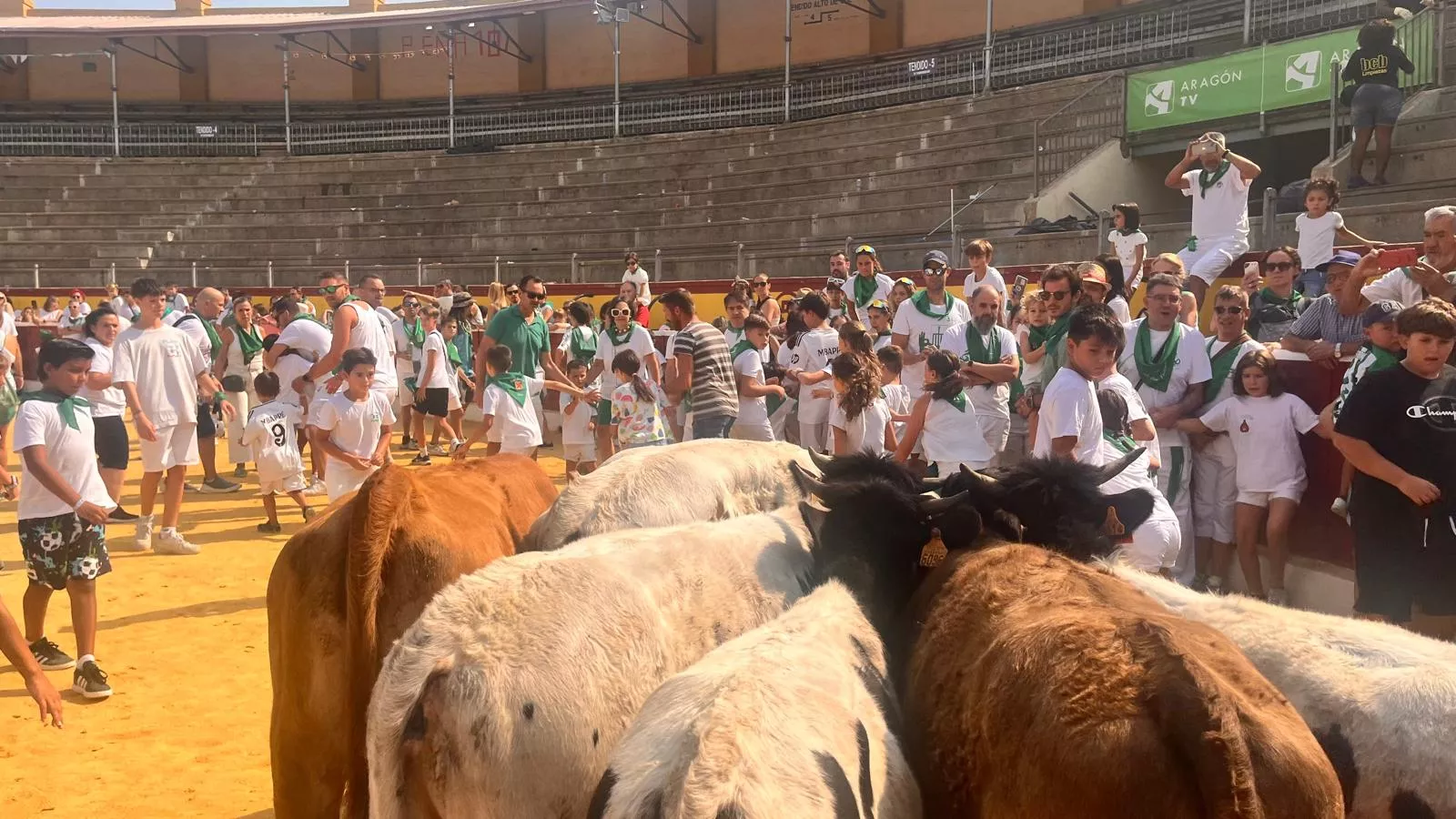 Encierro infantil con minibueyes en las fiestas de San Lorenzo. Foto Mercedes Manterola