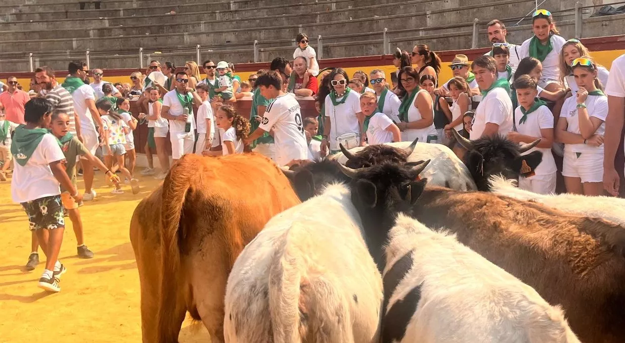 Encierro infantil con minibueyes en las fiestas de San Lorenzo. Foto Mercedes Manterola