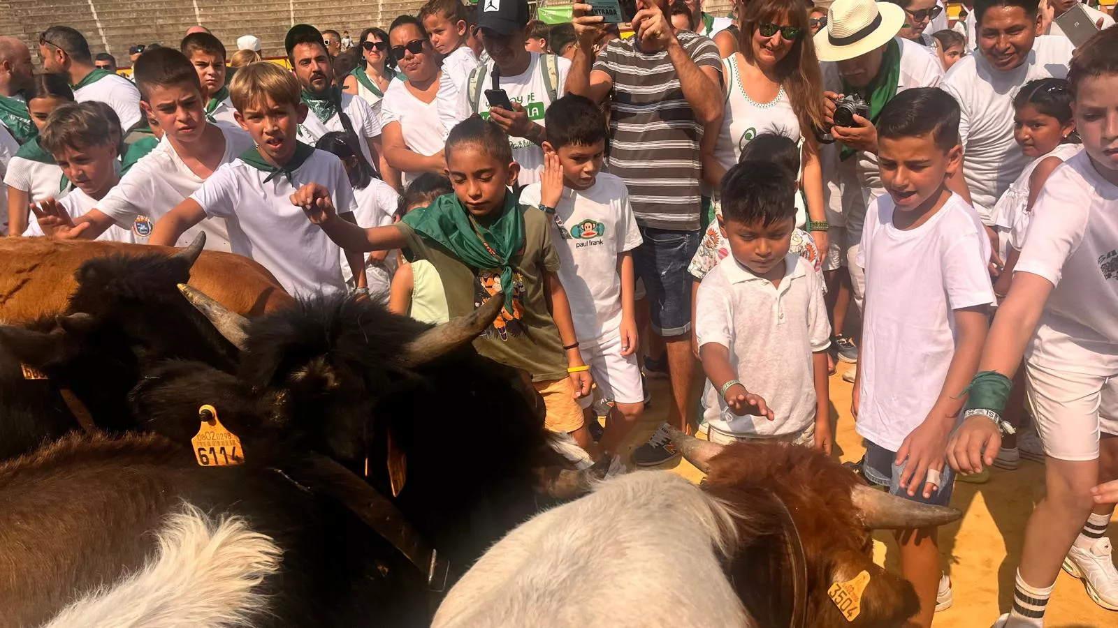 Encierro infantil con minibueyes en las fiestas de San Lorenzo. Foto Mercedes Manterola