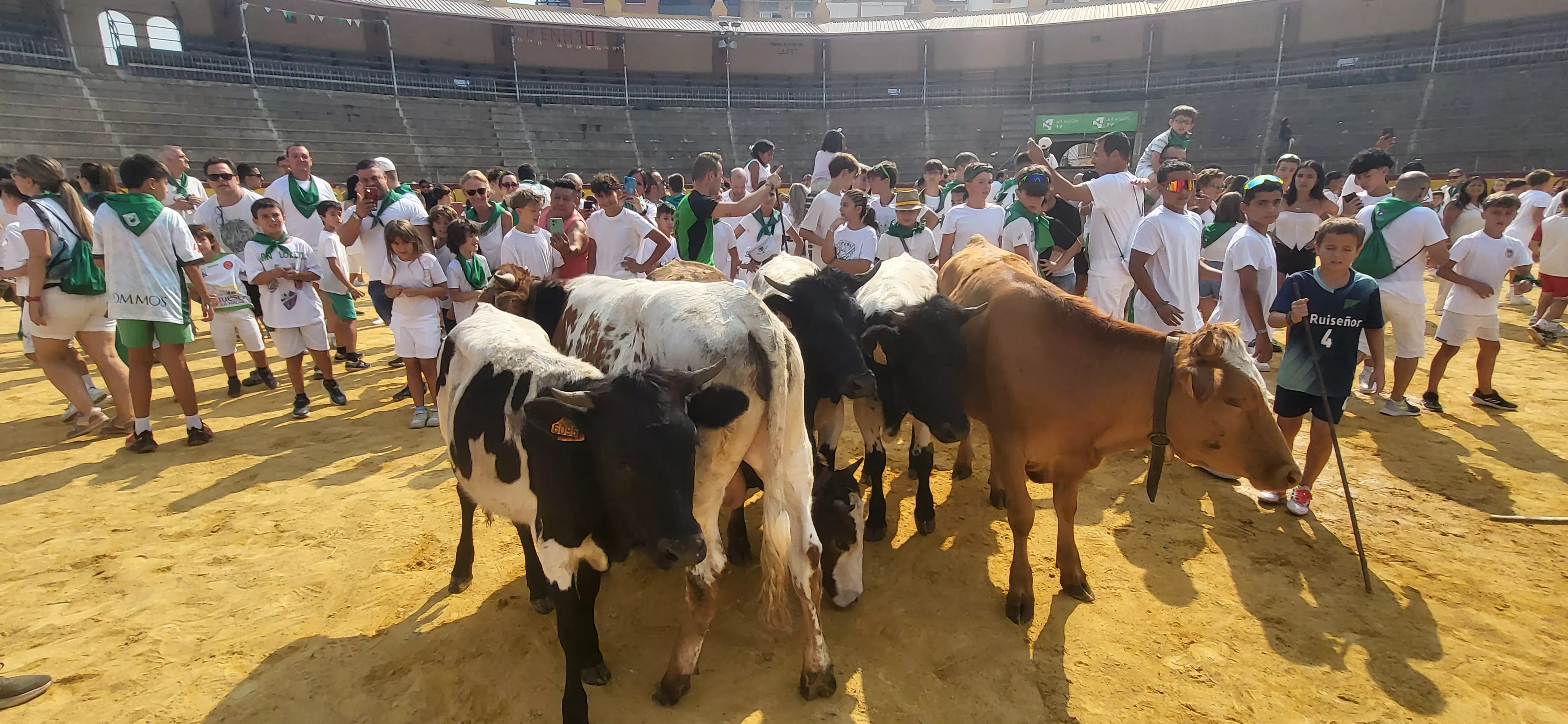 Encierro infantil con minibueyes en las fiestas de San Lorenzo. Foto Mercedes Manterola