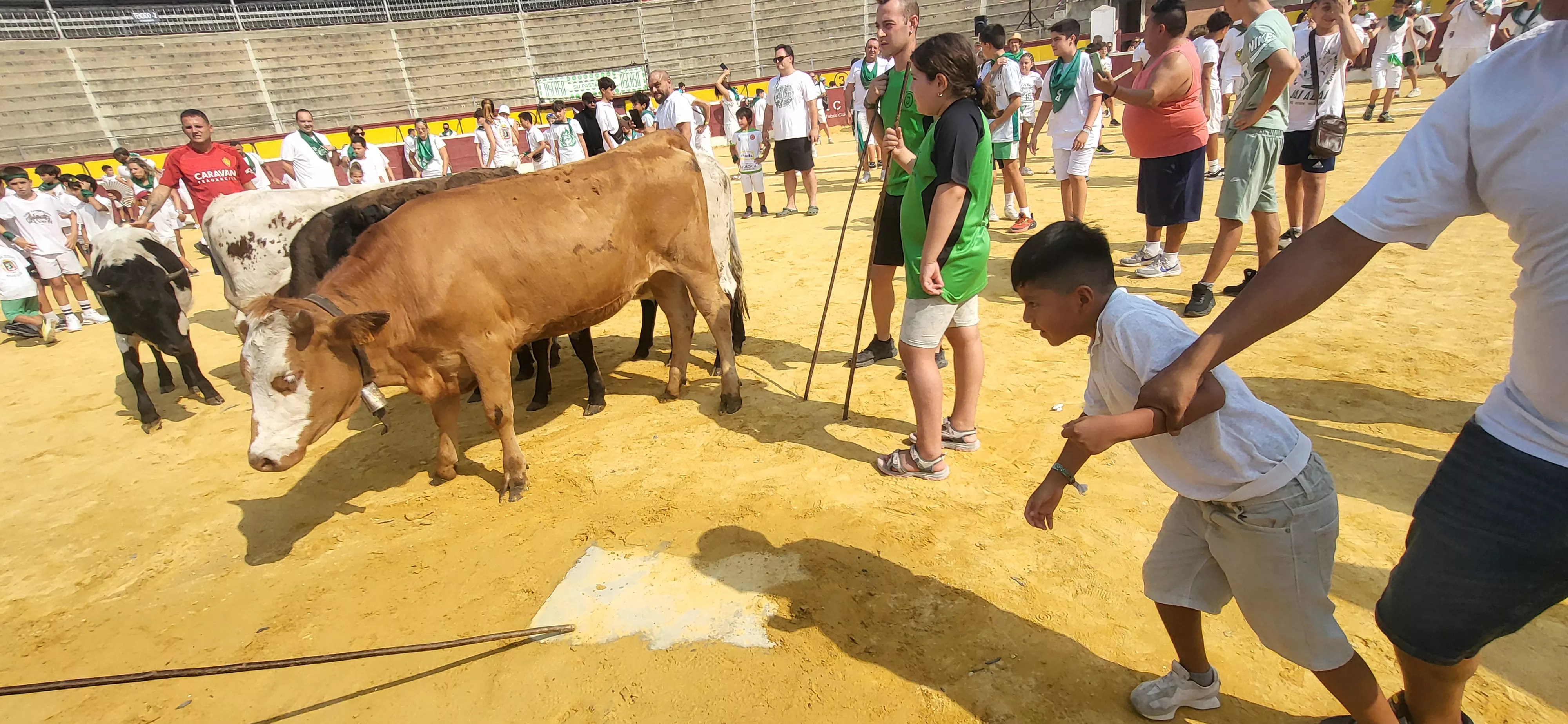 Encierro infantil con minibueyes en las fiestas de San Lorenzo. Foto Mercedes Manterola