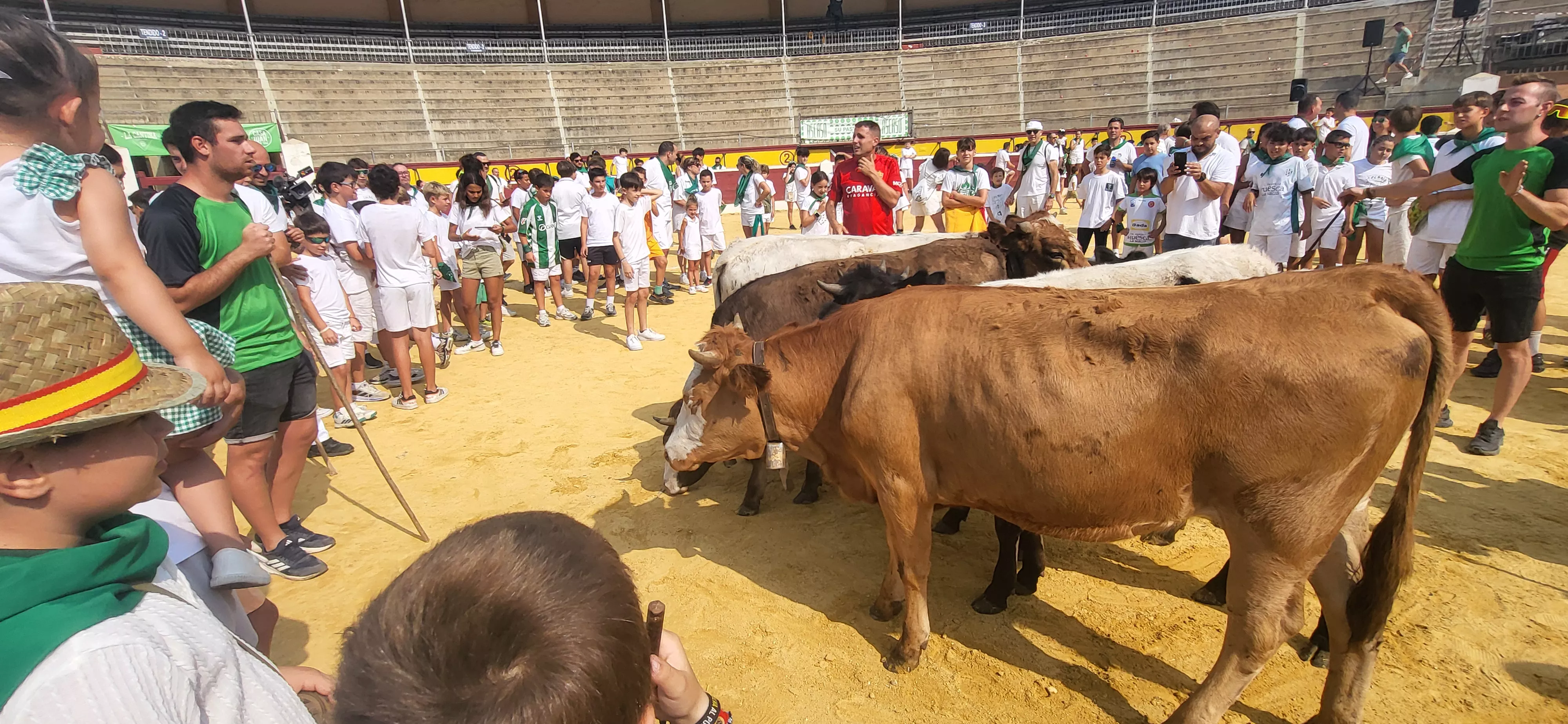 Encierro infantil con minibueyes en las fiestas de San Lorenzo. Foto Mercedes Manterola