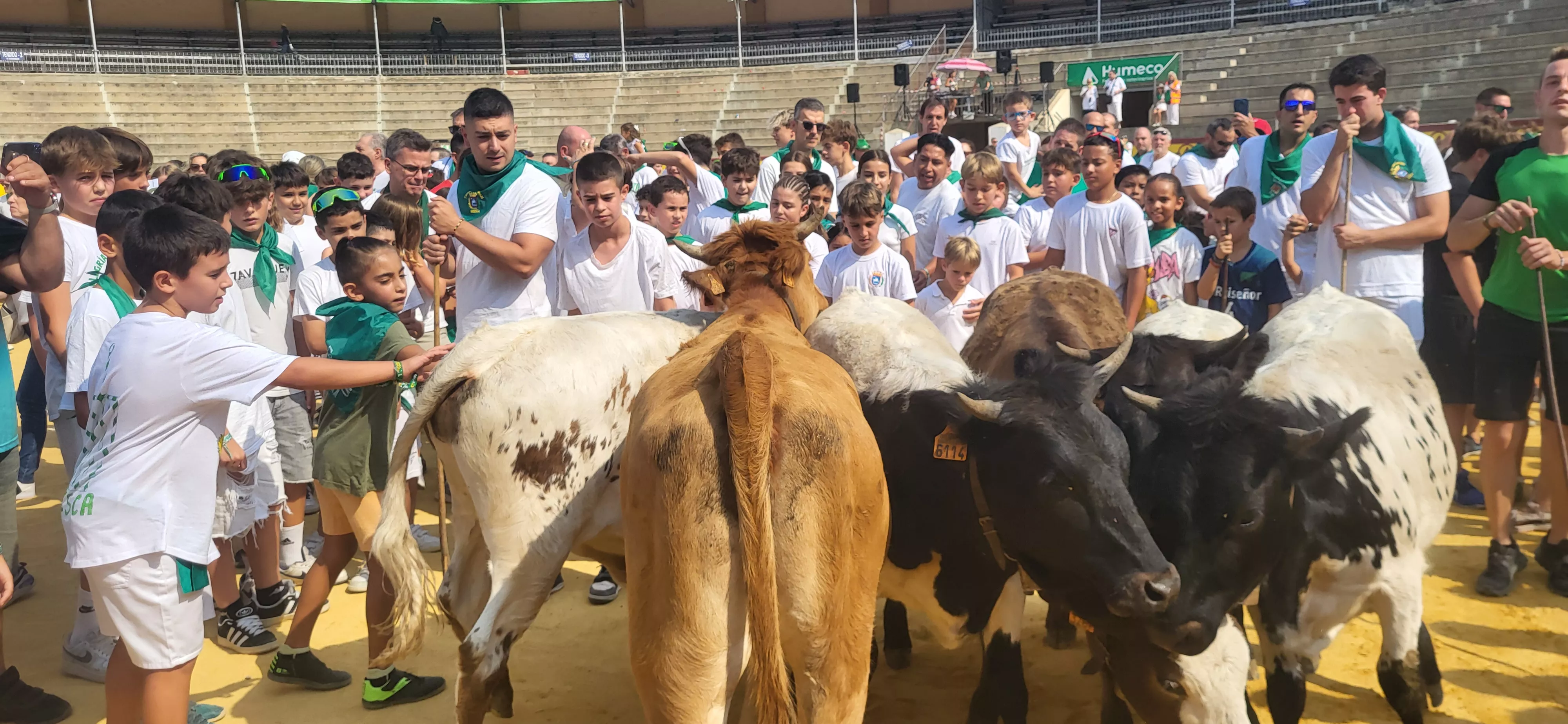 Encierro infantil con minibueyes en las fiestas de San Lorenzo. Foto Mercedes Manterola