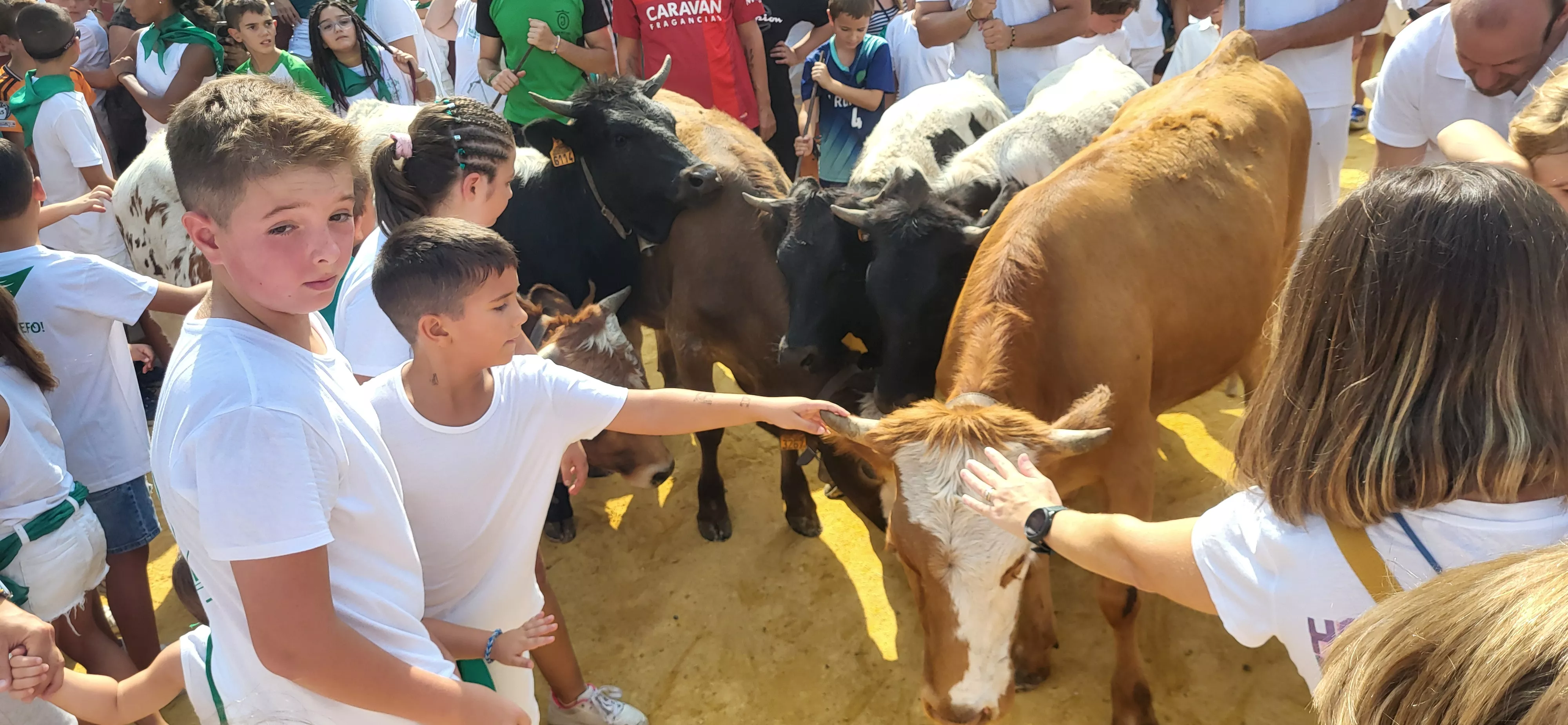 Encierro infantil con minibueyes en las fiestas de San Lorenzo. Foto Mercedes Manterola