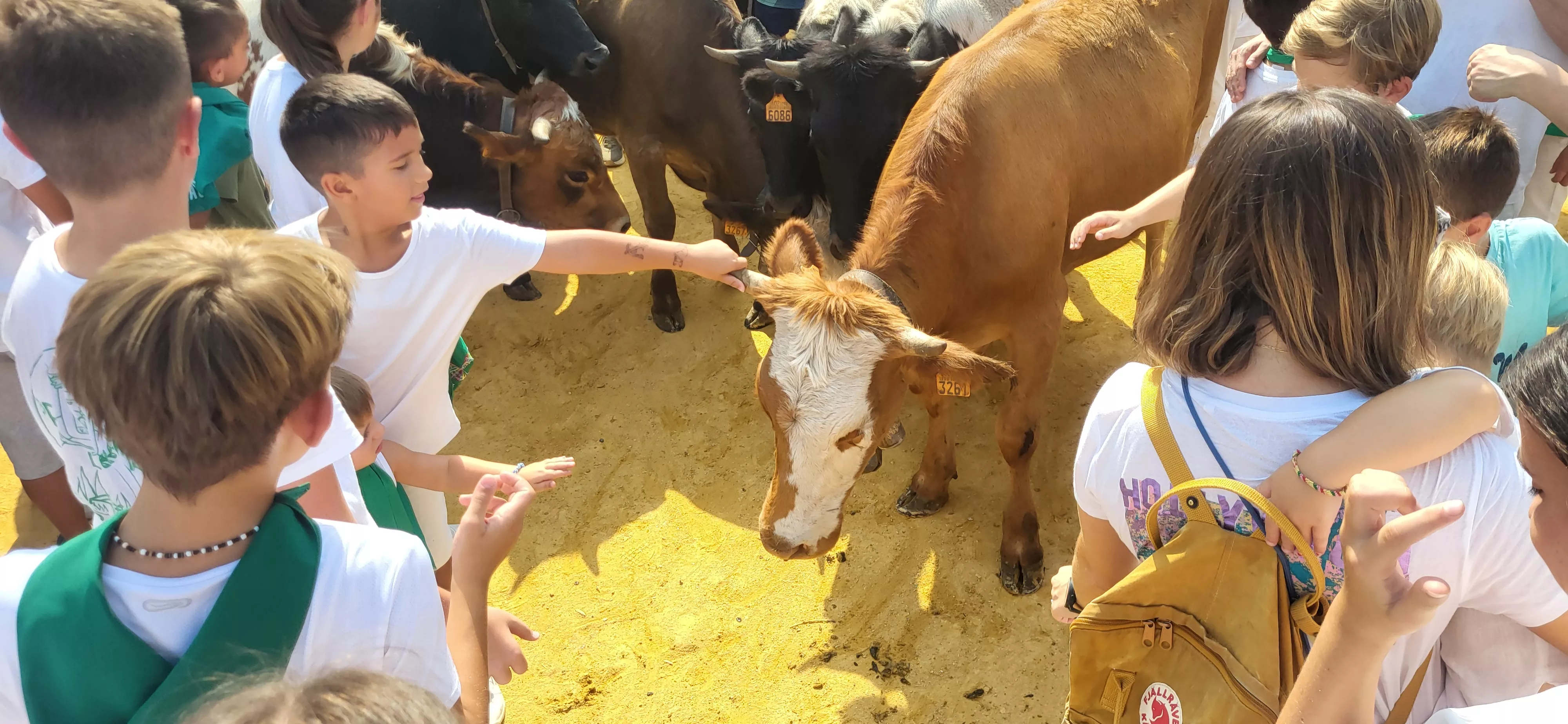 Encierro infantil con minibueyes en las fiestas de San Lorenzo. Foto Mercedes Manterola