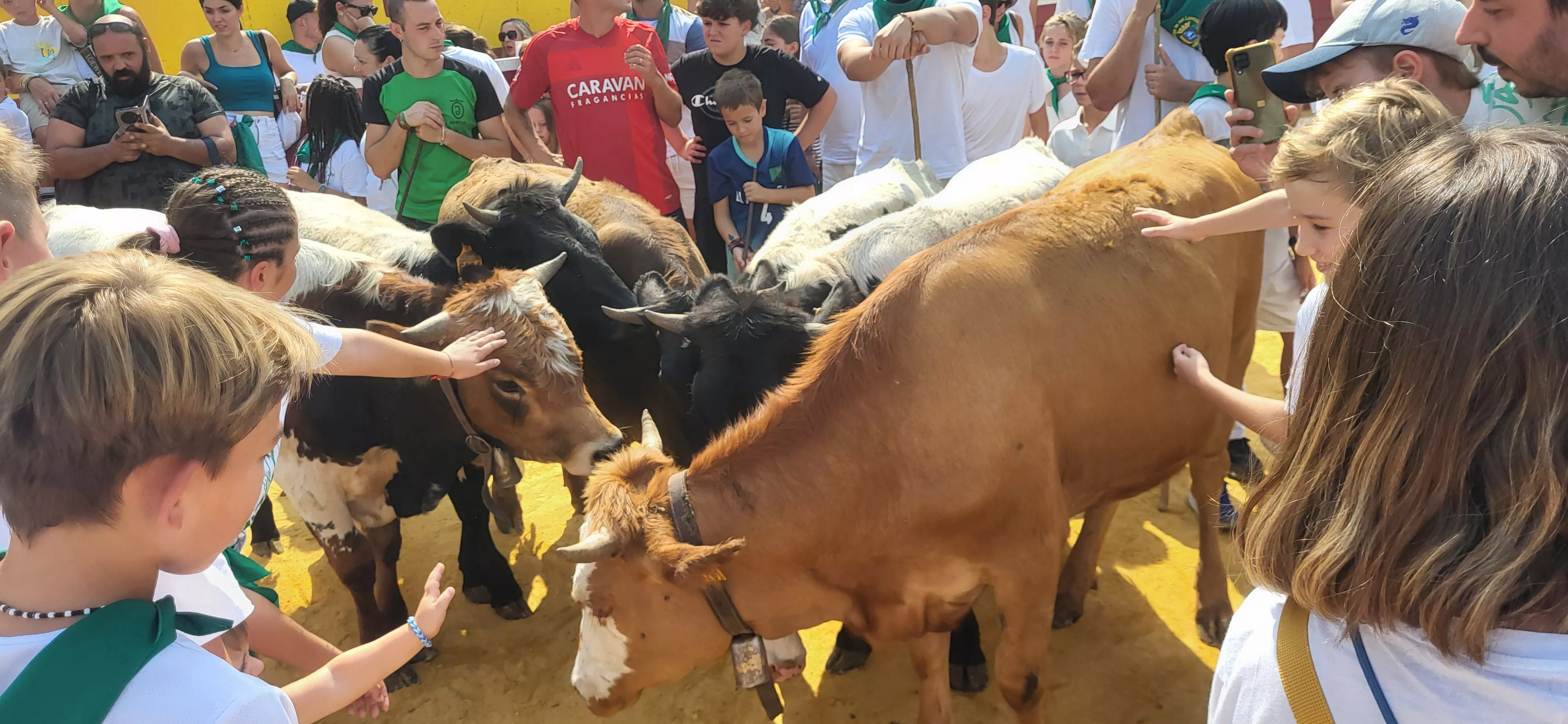 Encierro infantil con minibueyes en las fiestas de San Lorenzo. Foto Mercedes Manterola