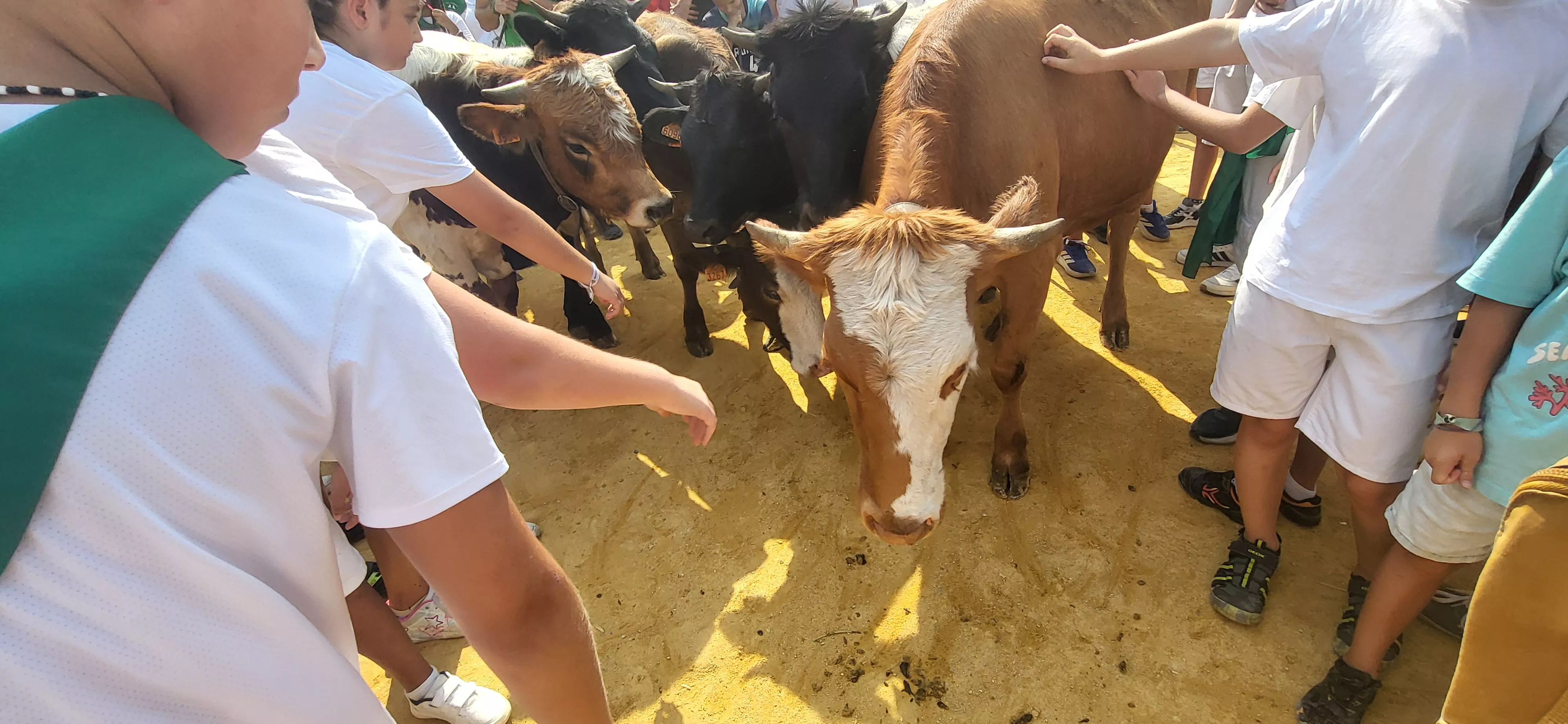 Encierro infantil con minibueyes en las fiestas de San Lorenzo. Foto Mercedes Manterola