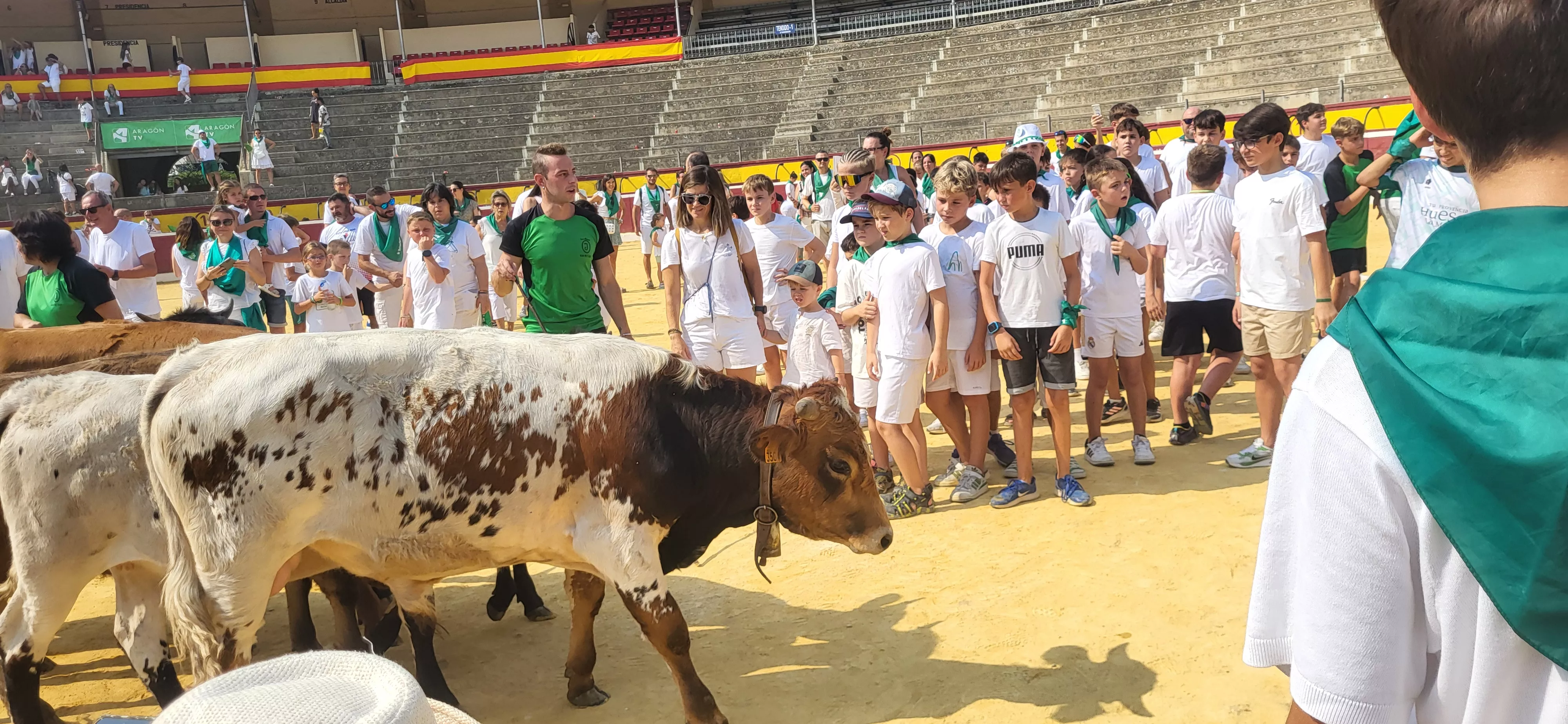 Encierro infantil con minibueyes en las fiestas de San Lorenzo. Foto Mercedes Manterola
