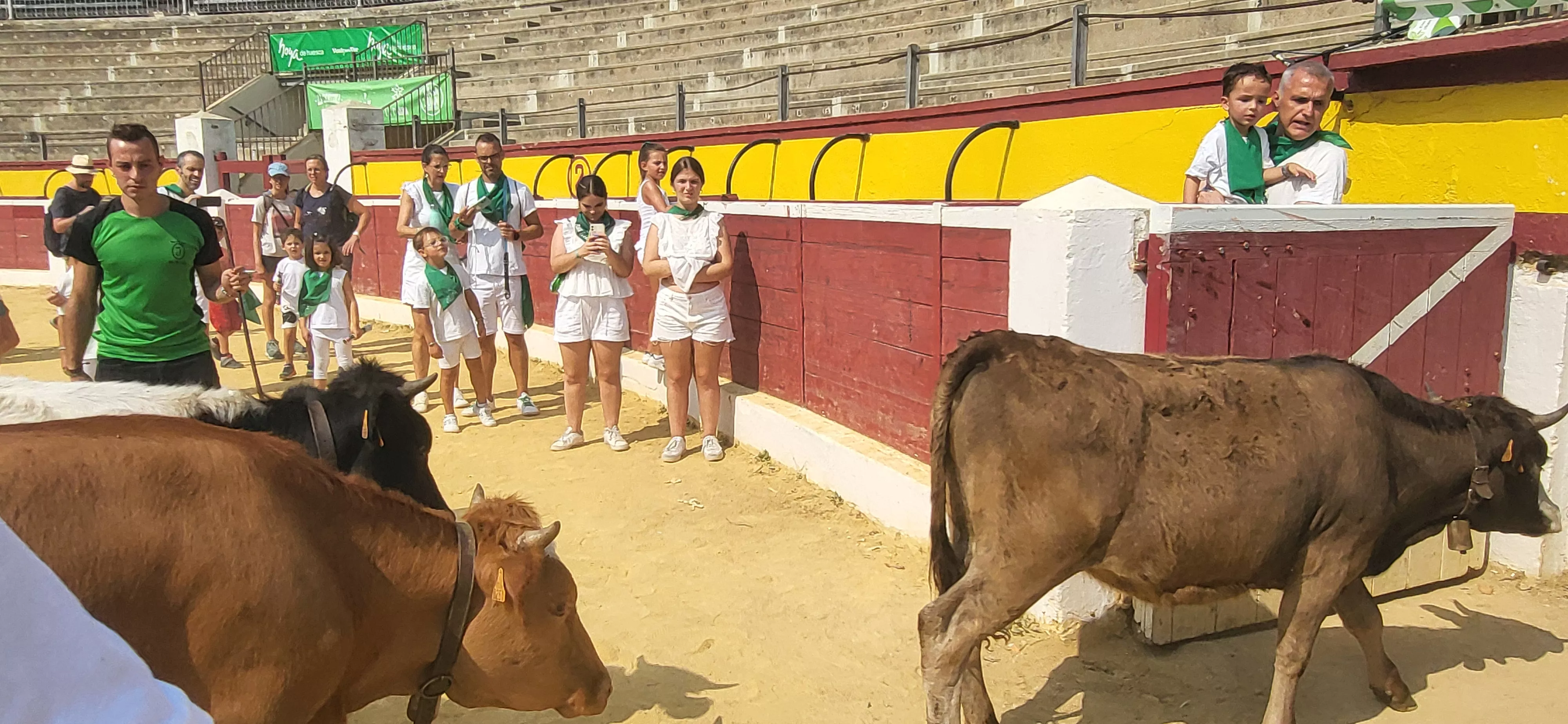 Encierro infantil con minibueyes en las fiestas de San Lorenzo. Foto Mercedes Manterola