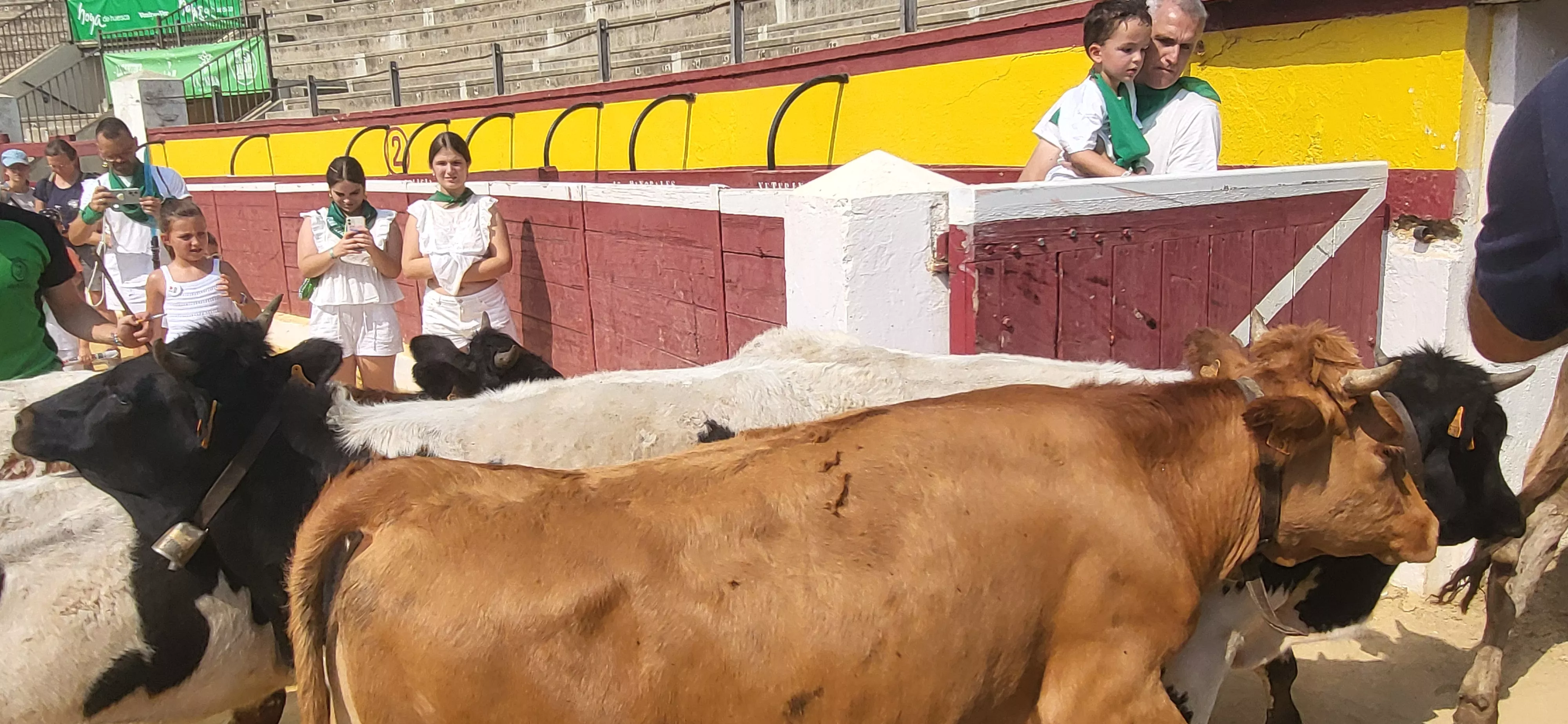 Encierro infantil con minibueyes en las fiestas de San Lorenzo. Foto Mercedes Manterola