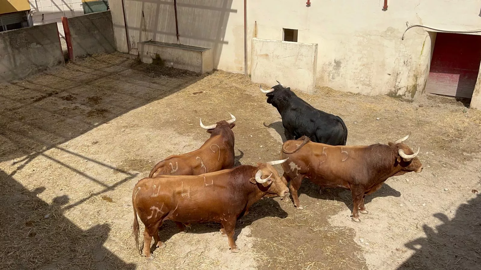 Toros de El Pilar para este miércoles 13. Foto: Adri Mora