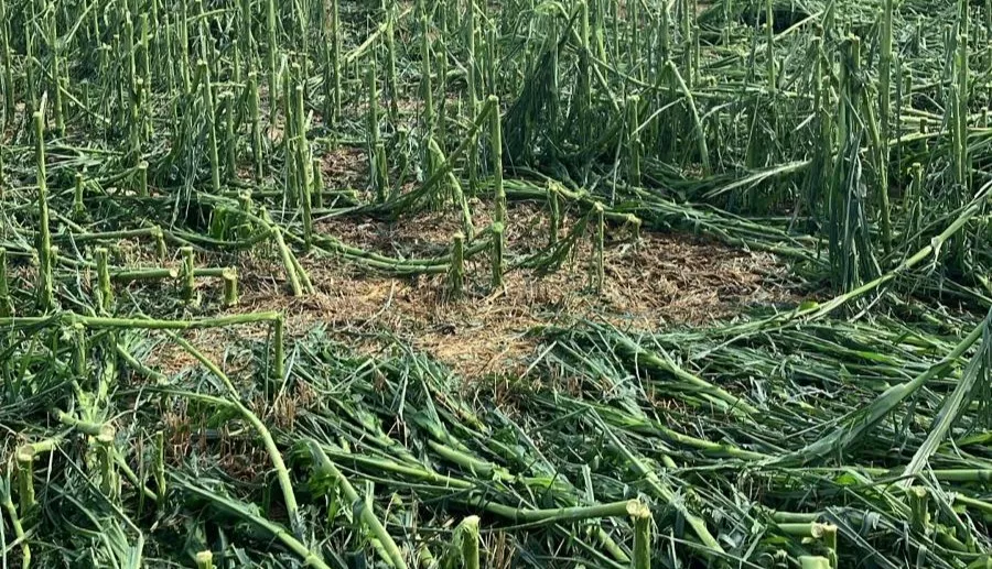 Destrozos entre Orillena y Lalueza