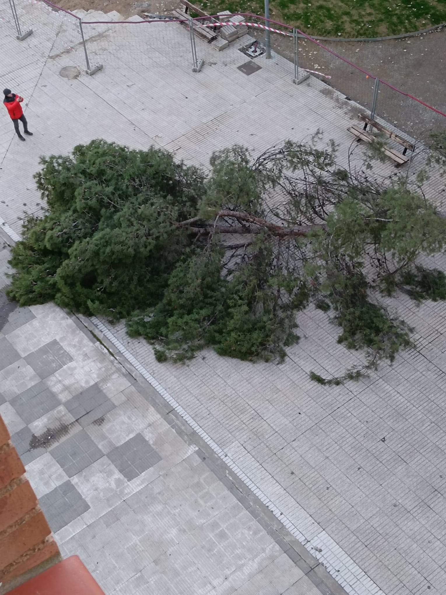 El pino ha caído estrepitosamente.  Foto Carlos Jalle
