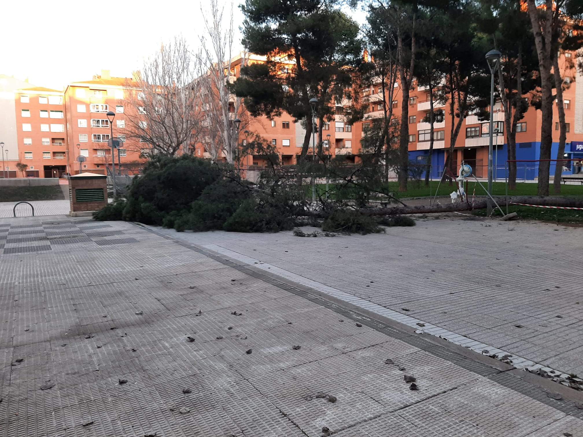 El árbol, desplomado cerca de una zona de juegos. Foto Nuria del Río