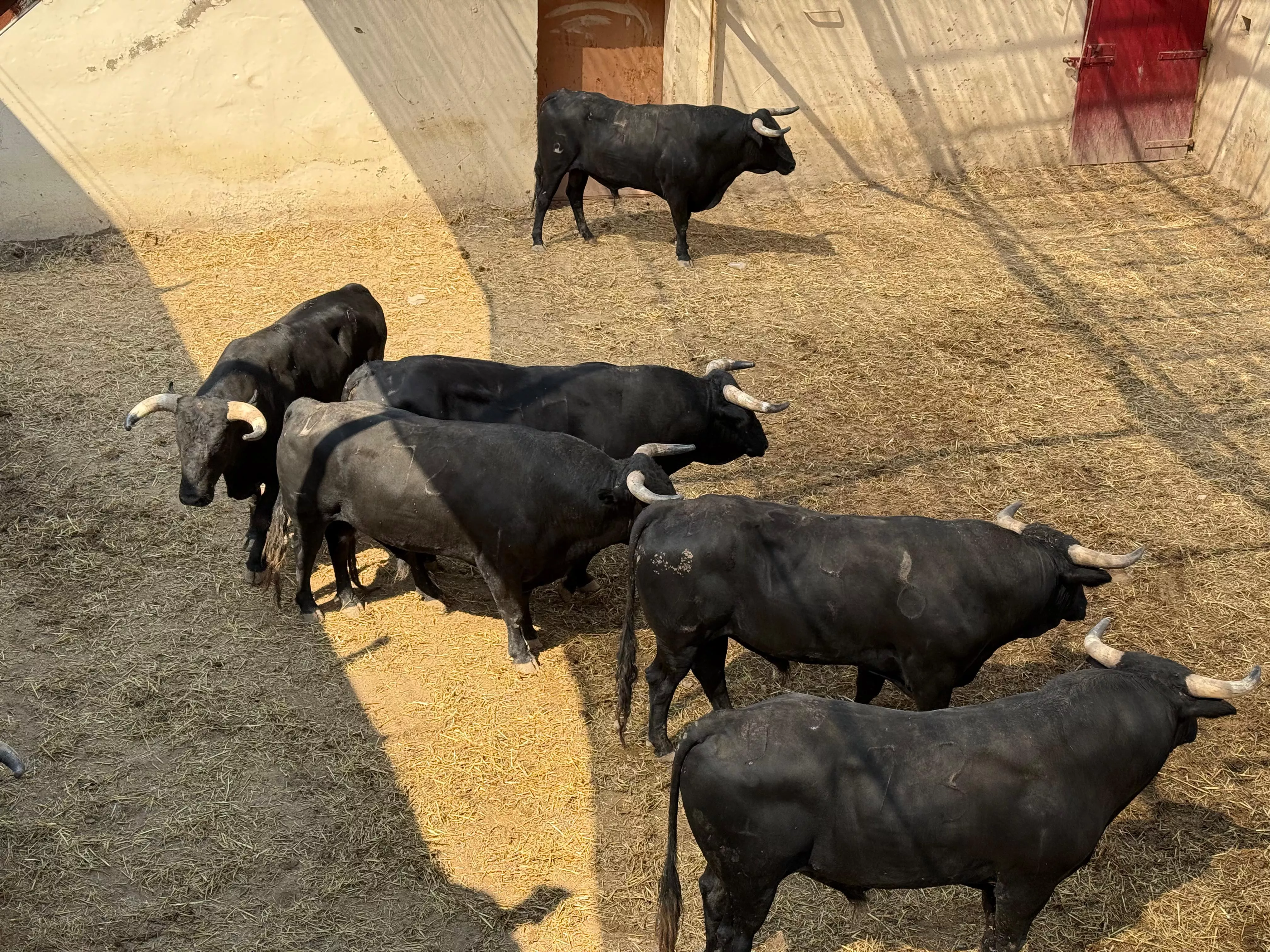 Toros para la corrida de rejones en Huesca.