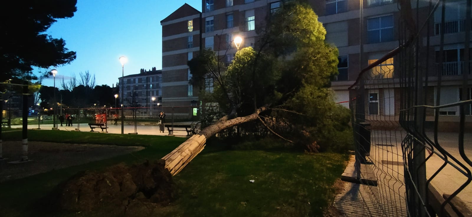 Imágenes de los pinos caídos este lunes en el Parque San Martín. Foto Joaquín Santafé