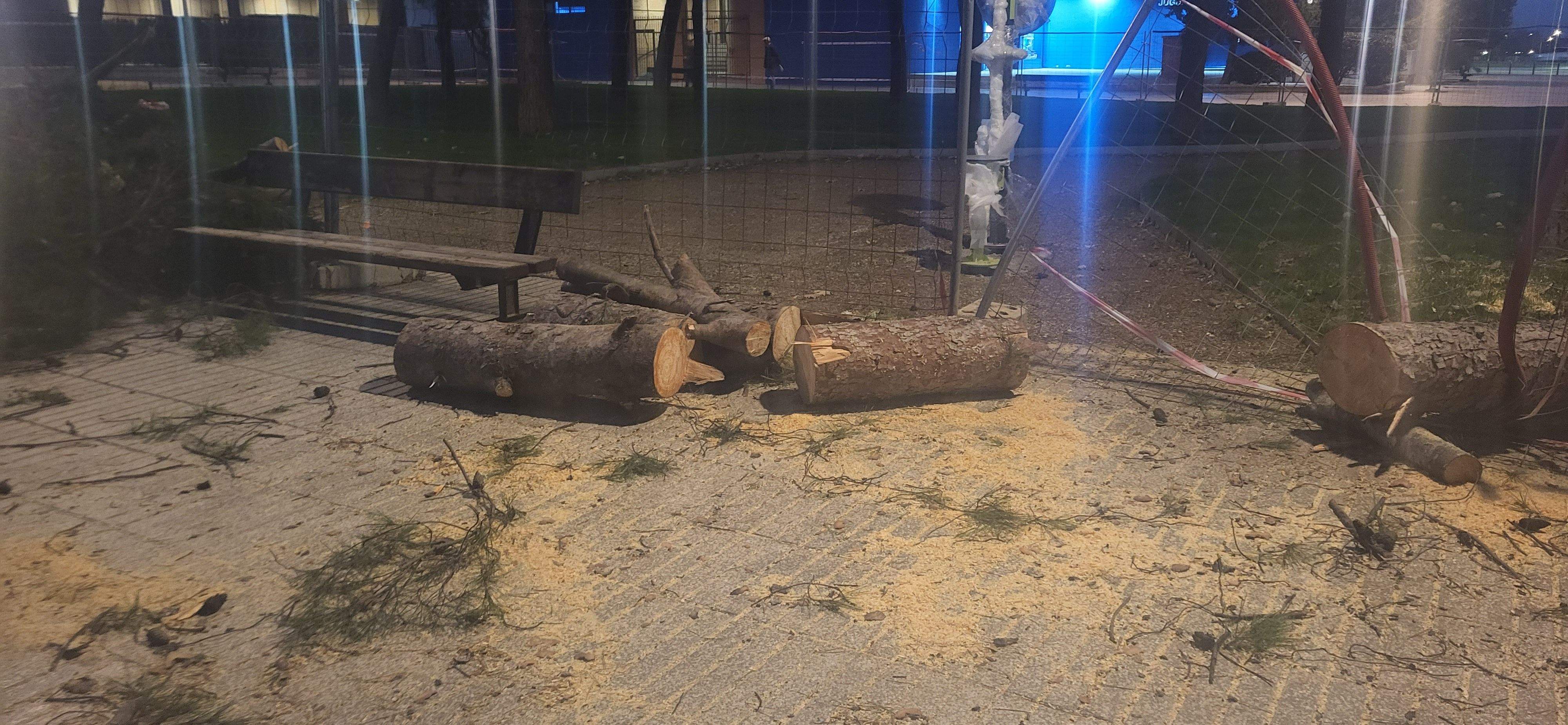 Imágenes de los pinos caídos este lunes en el Parque San Martín. Foto Myriam Martínez 