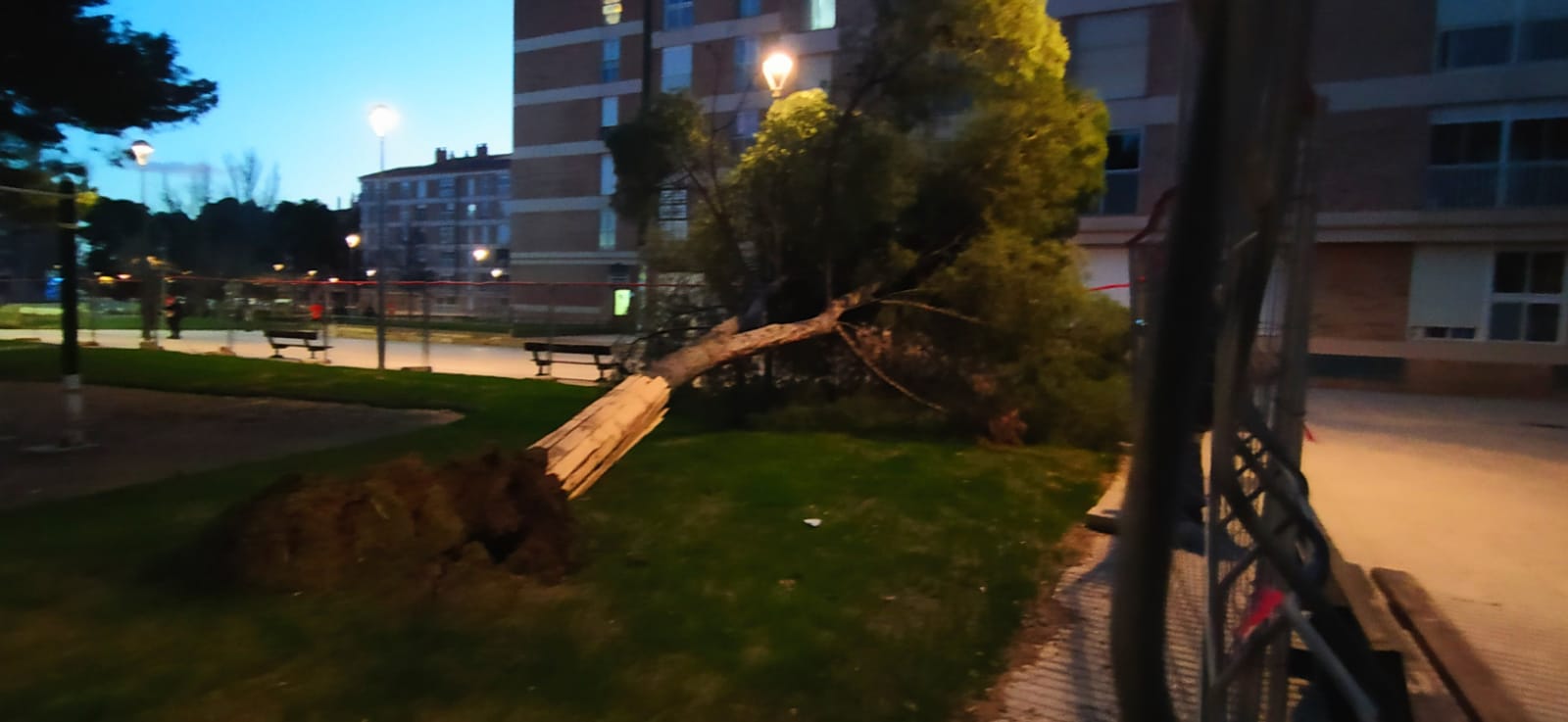 Imágenes de los pinos caídos este lunes en el Parque San Martín. Foto Joaquín Santafé